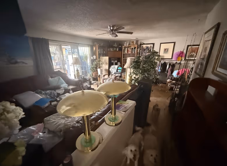 Cluttered living room with sofas, bookshelves, plants, bright lamps, and two small dogs on the floor.