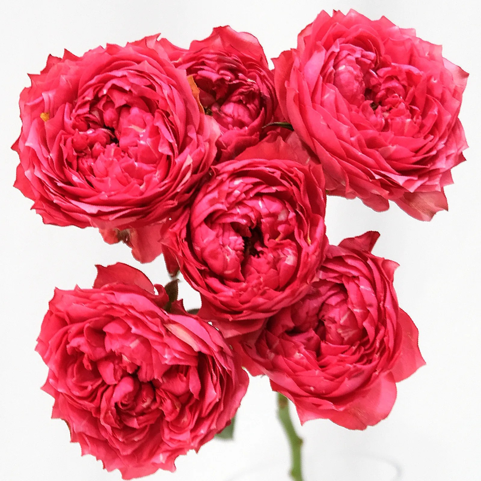 Julieta Raspberry