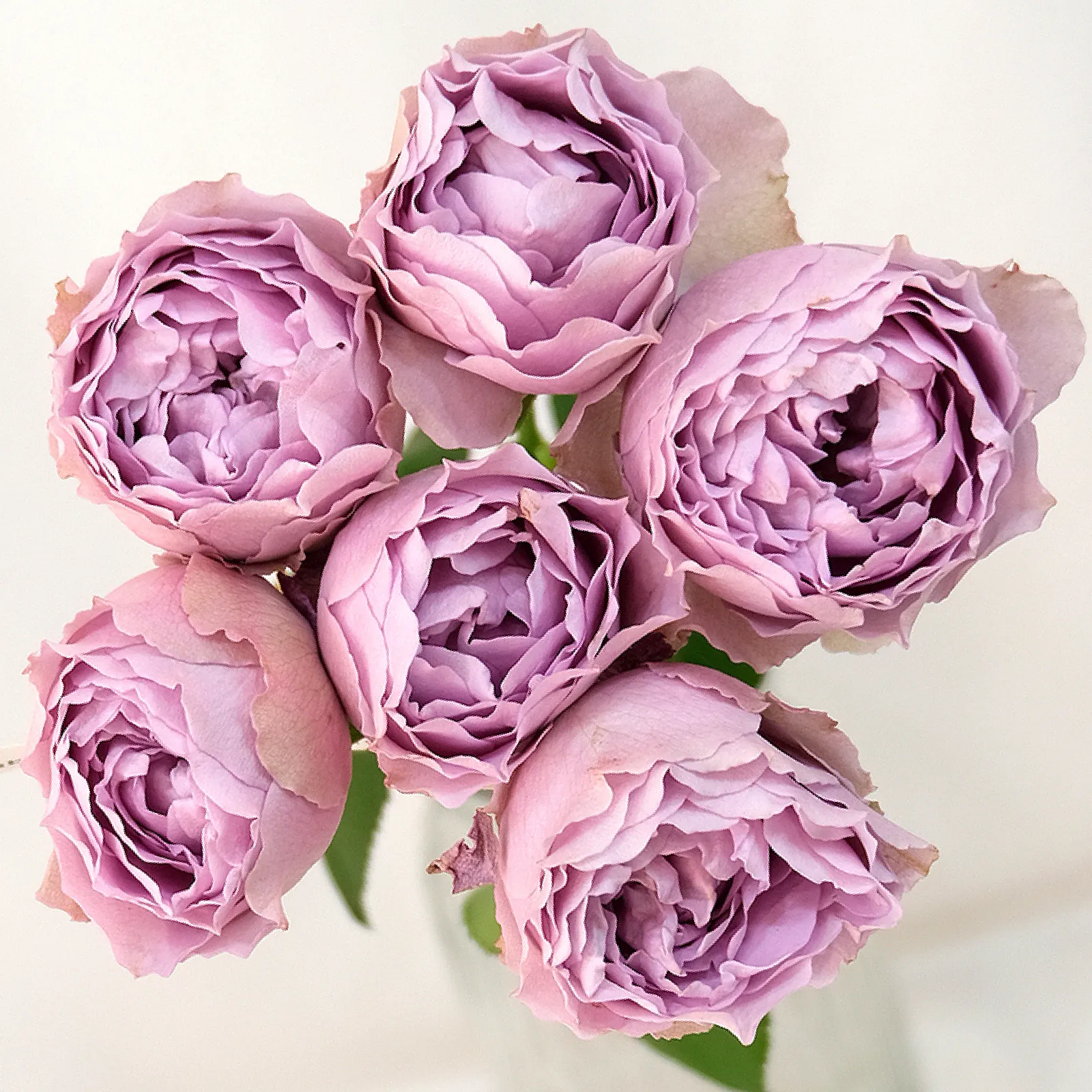Lavender Bubbles