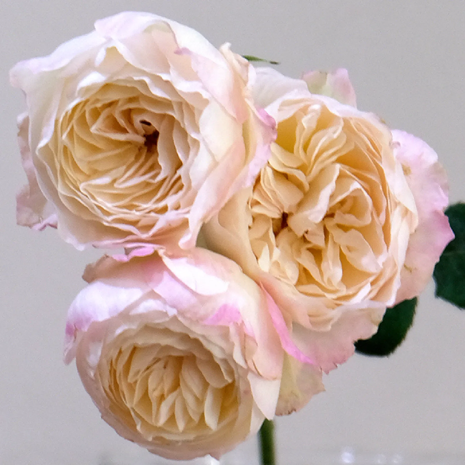 Tambuzi Pink