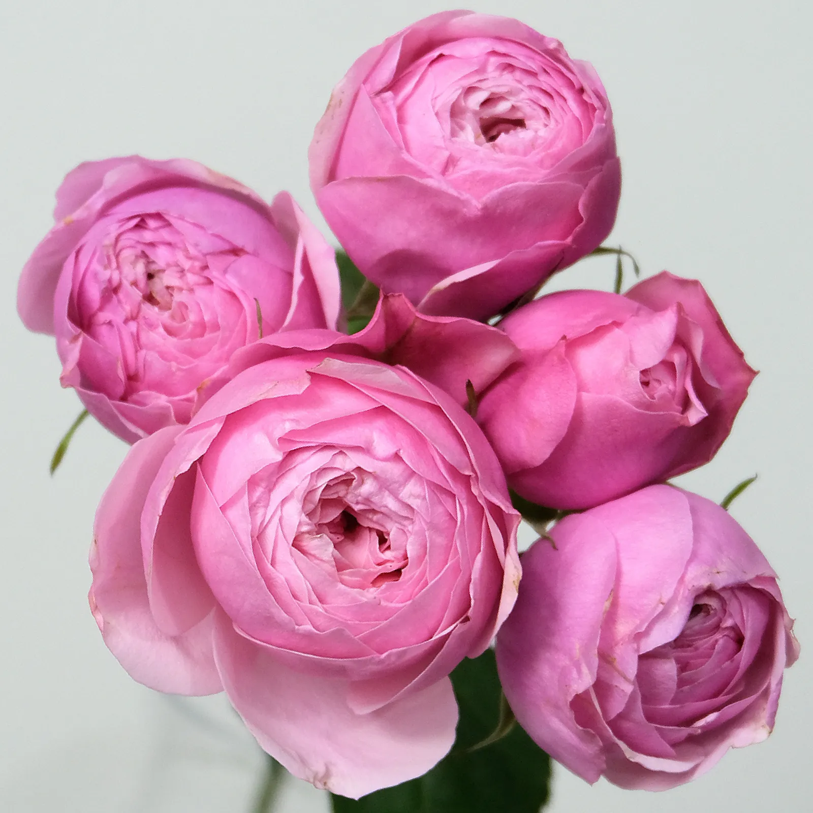 Silva Pink