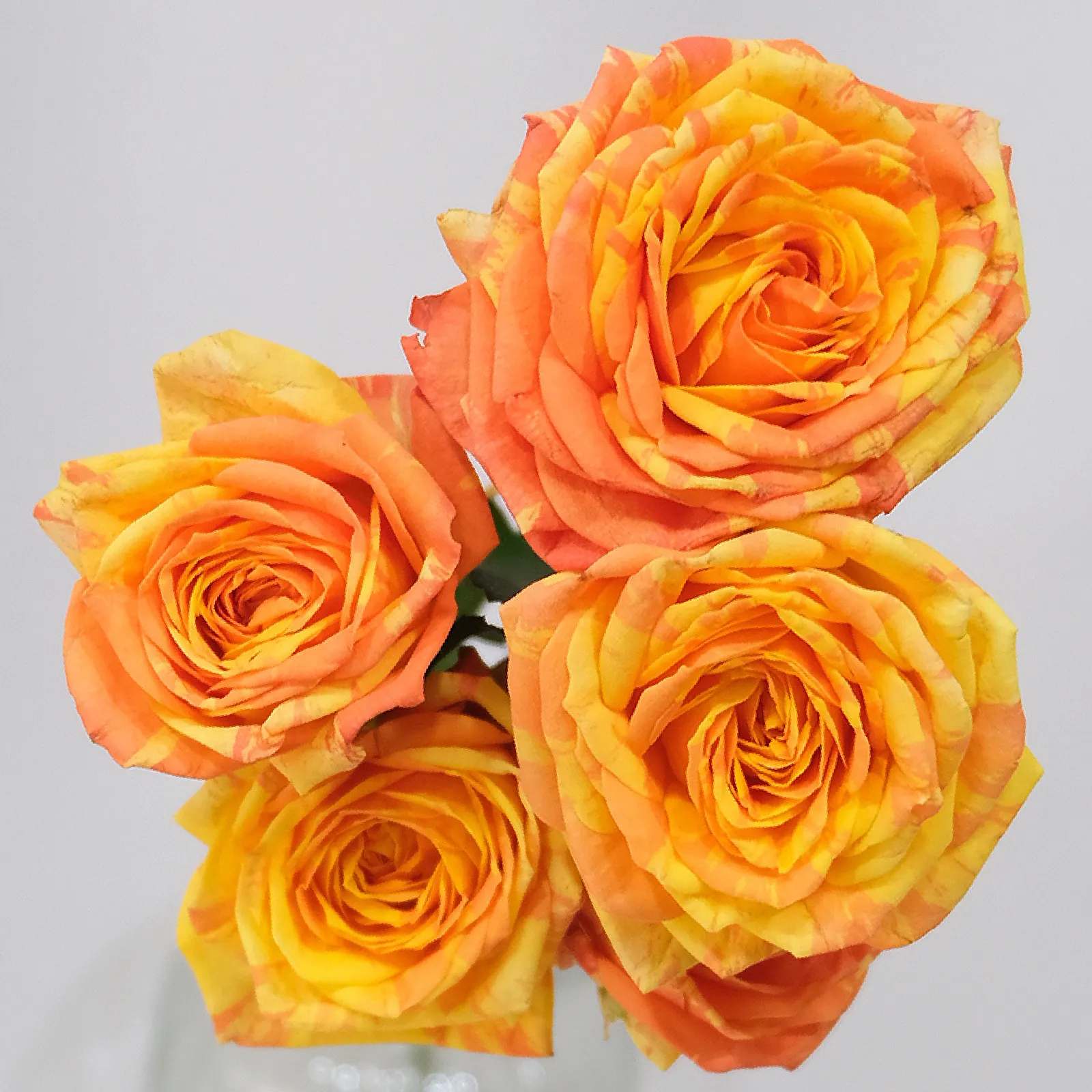 Orange Peps