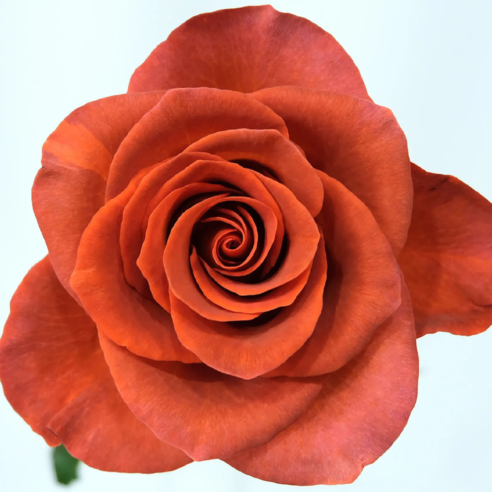 Amaretto