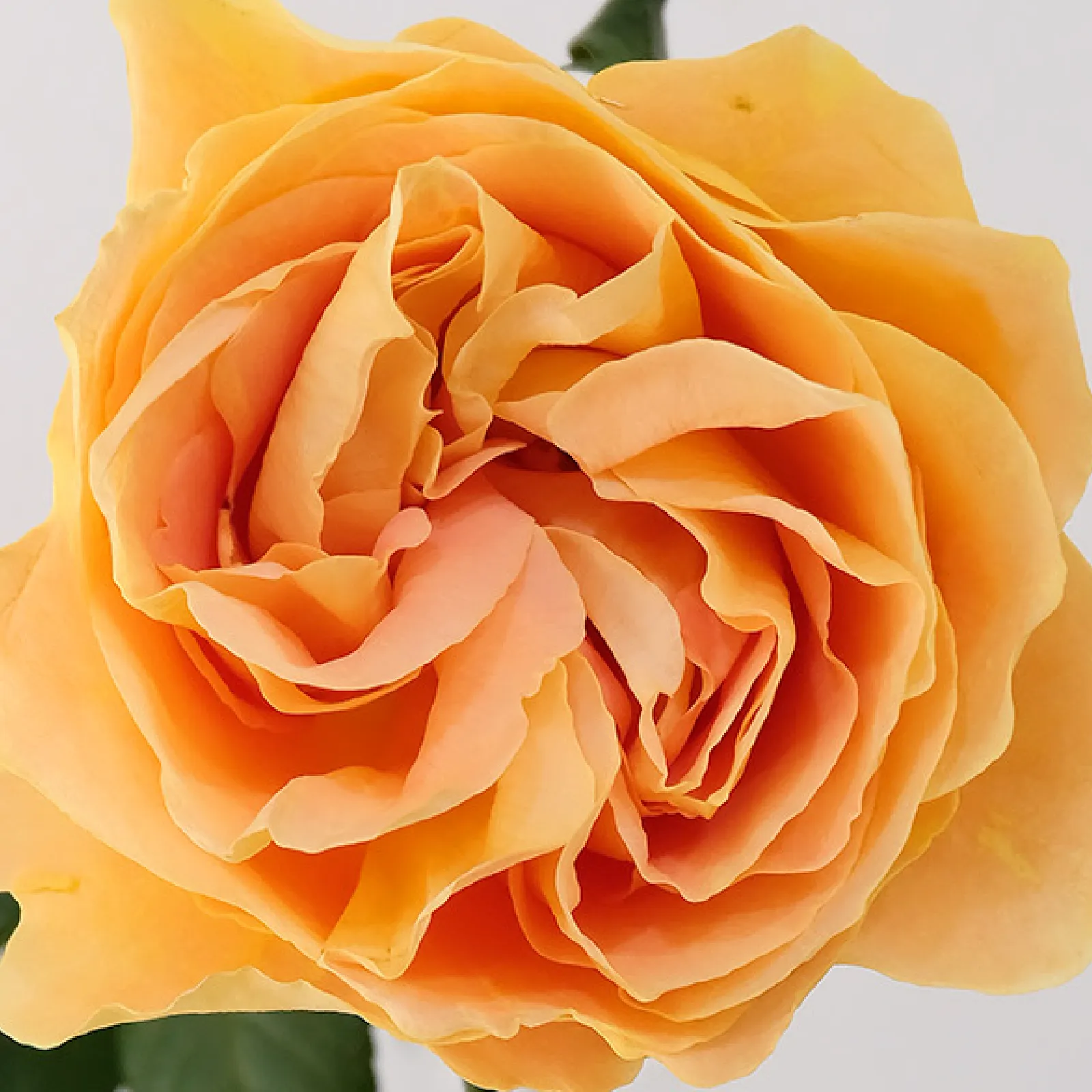 Apricot Swirl