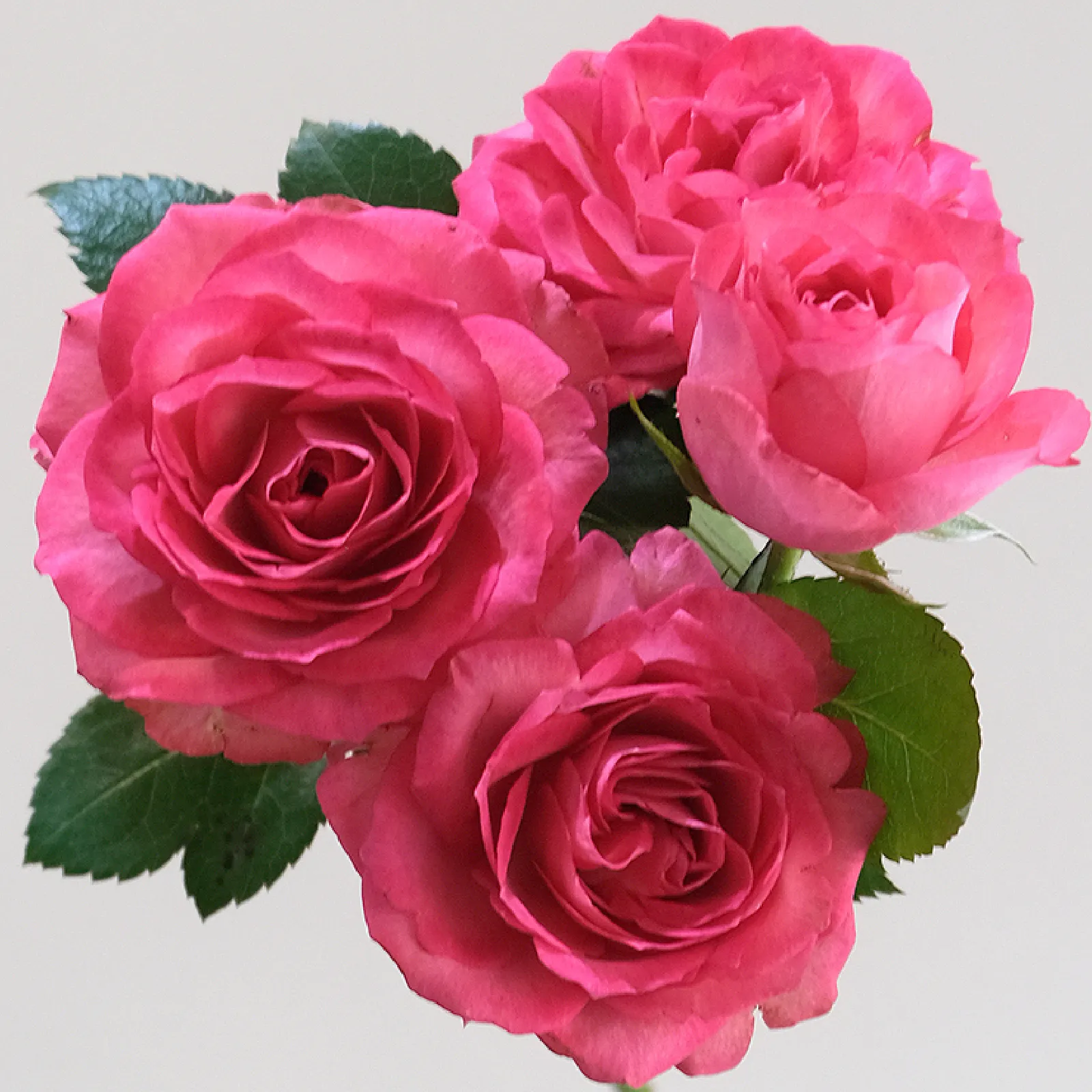 Bella Linda Cerise