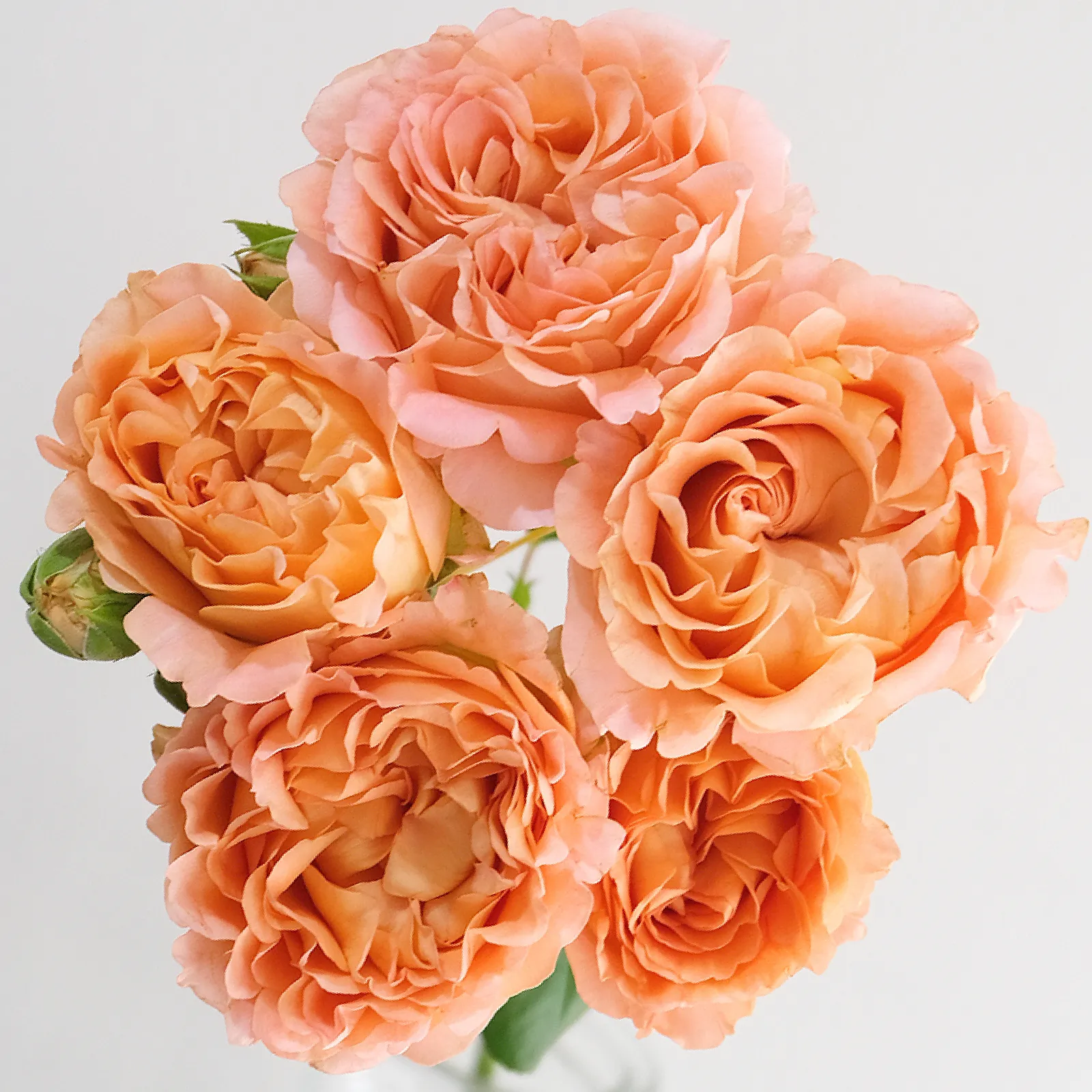 Apricot Lace