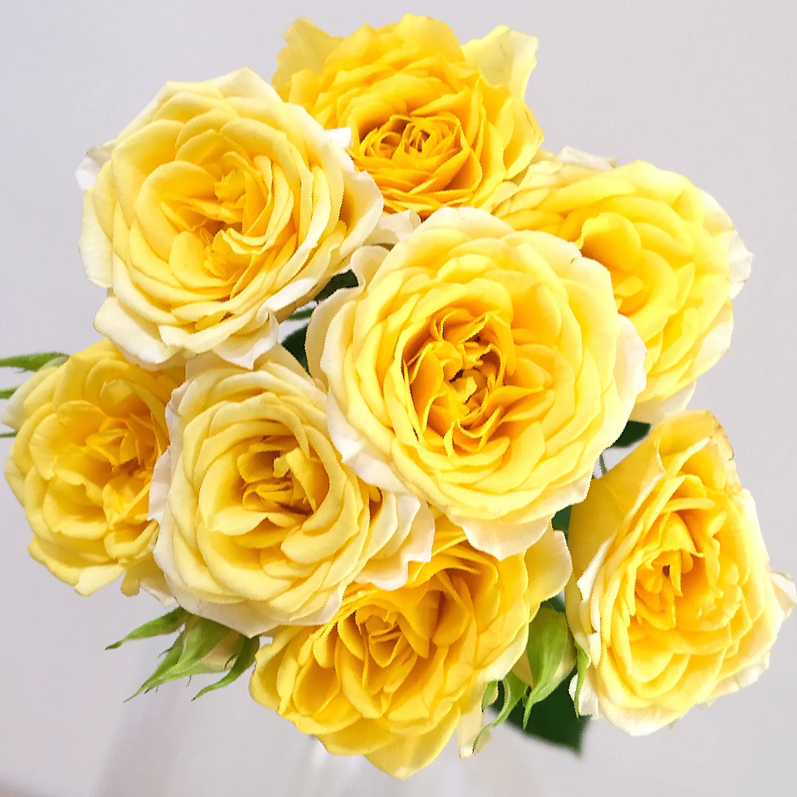 4 Good Yellow
