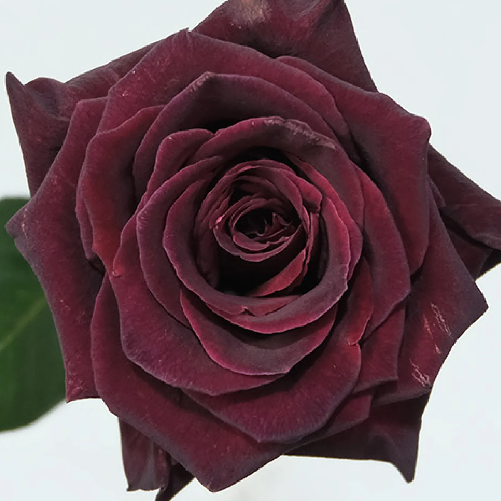 Black Baccara