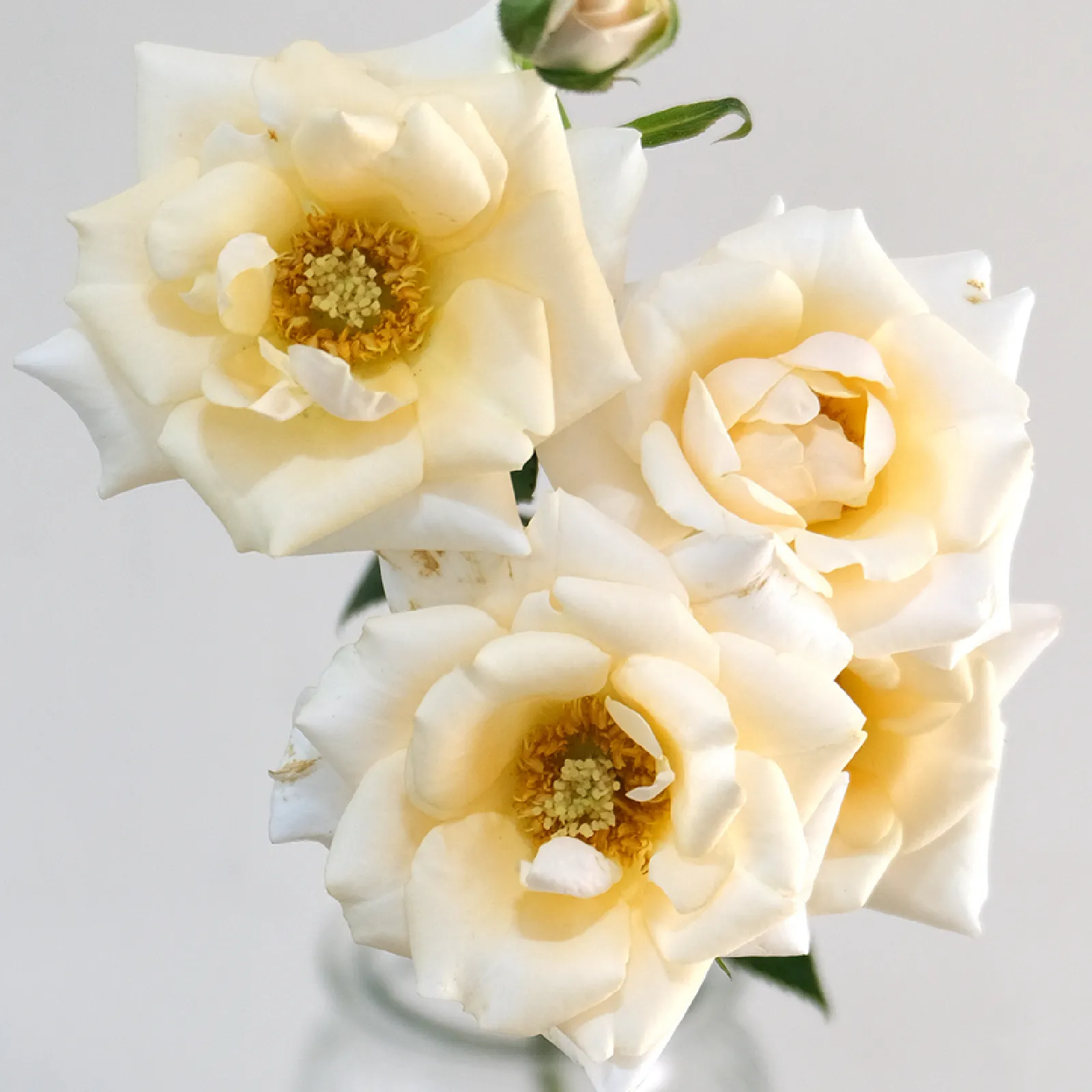Cream Majolica