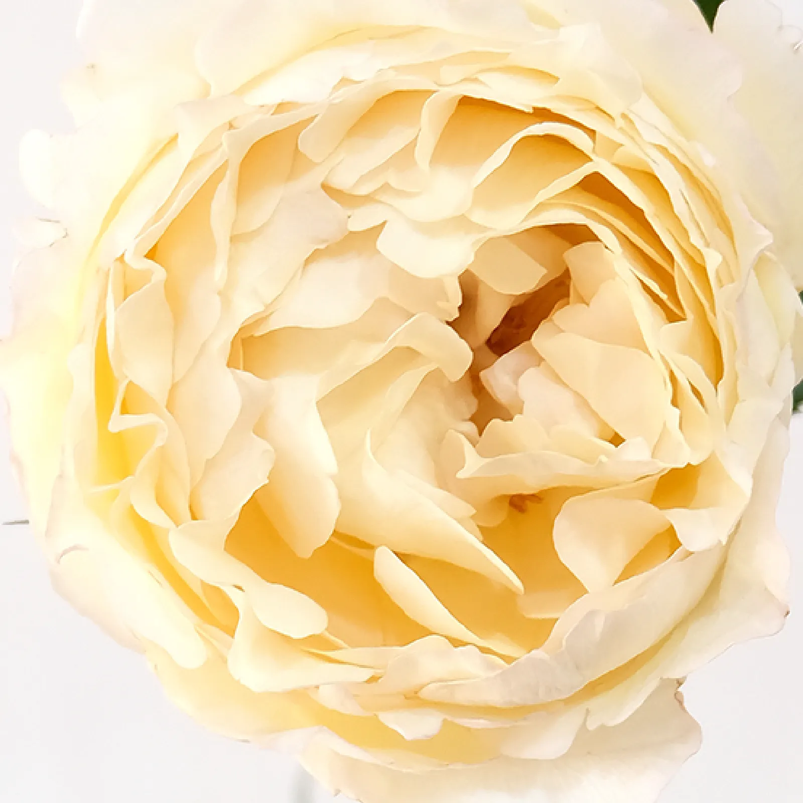 Cream Yves Piaget