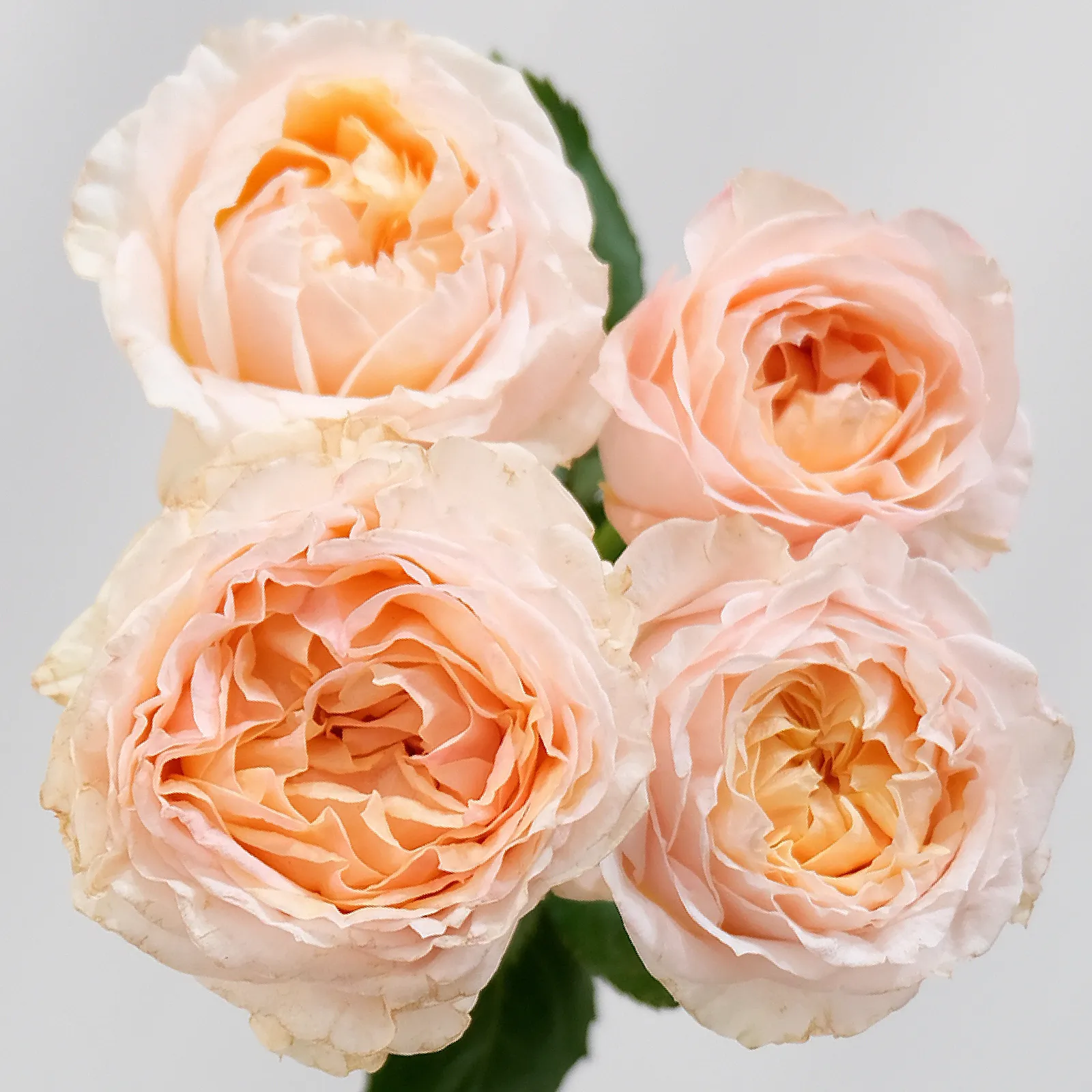 Georgia Peach