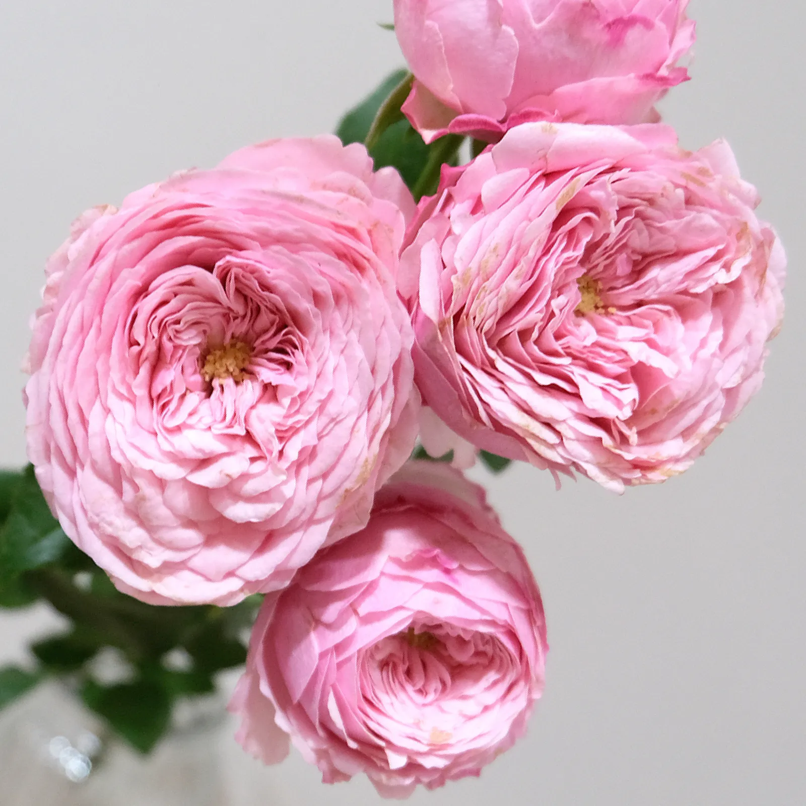 Mansfield Park Pink