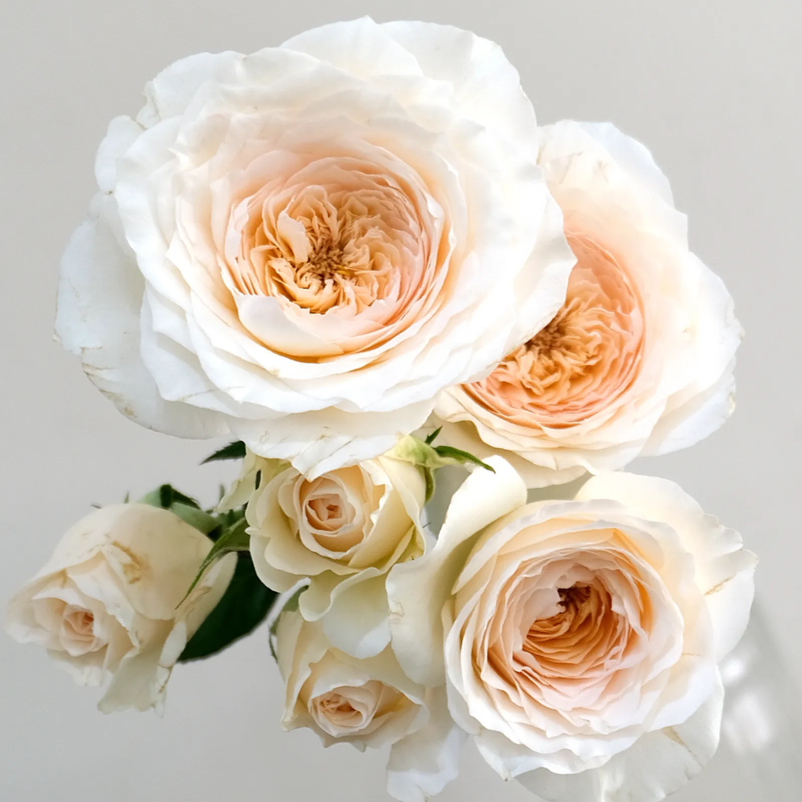 Fragrant Rosever