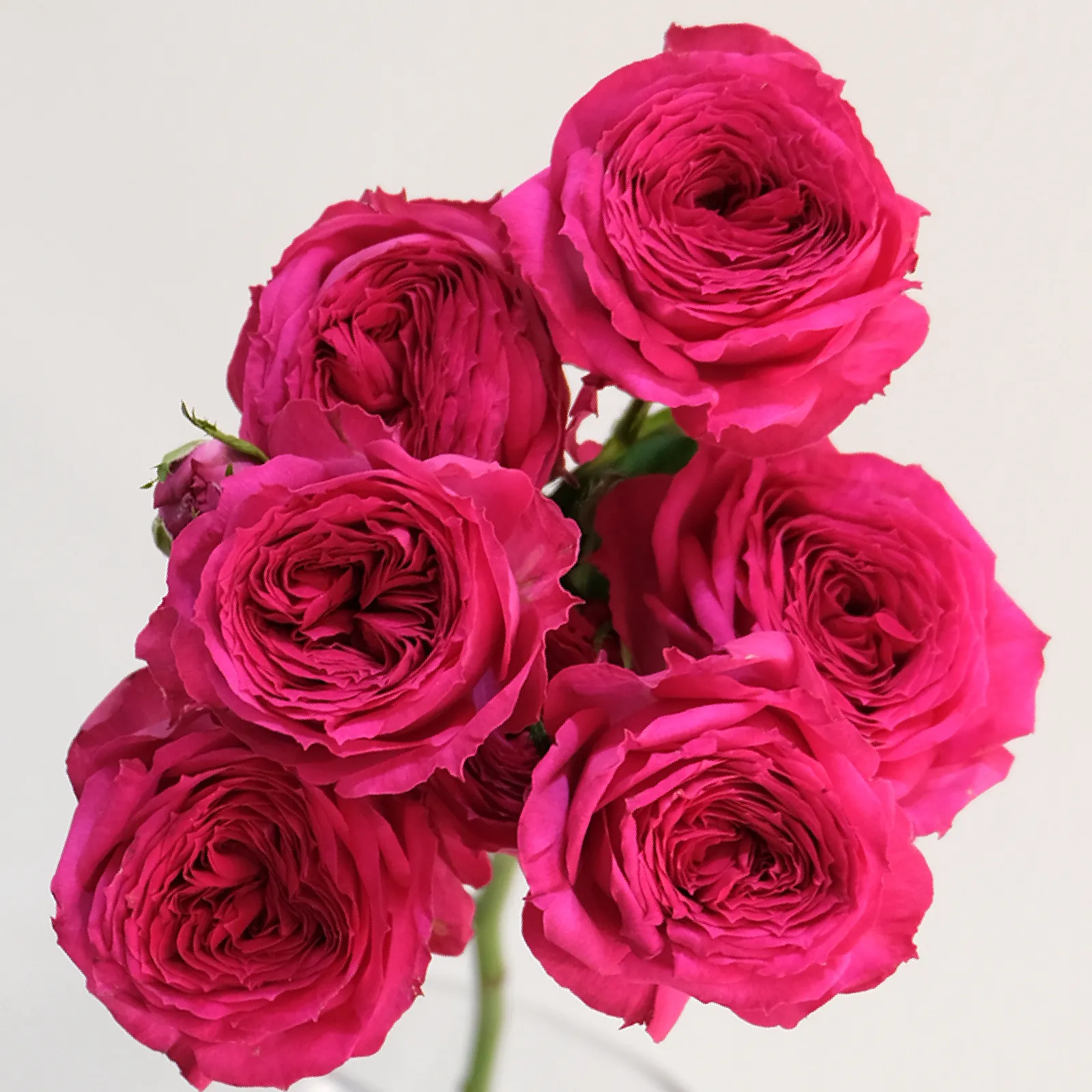 Harmonia Cerise