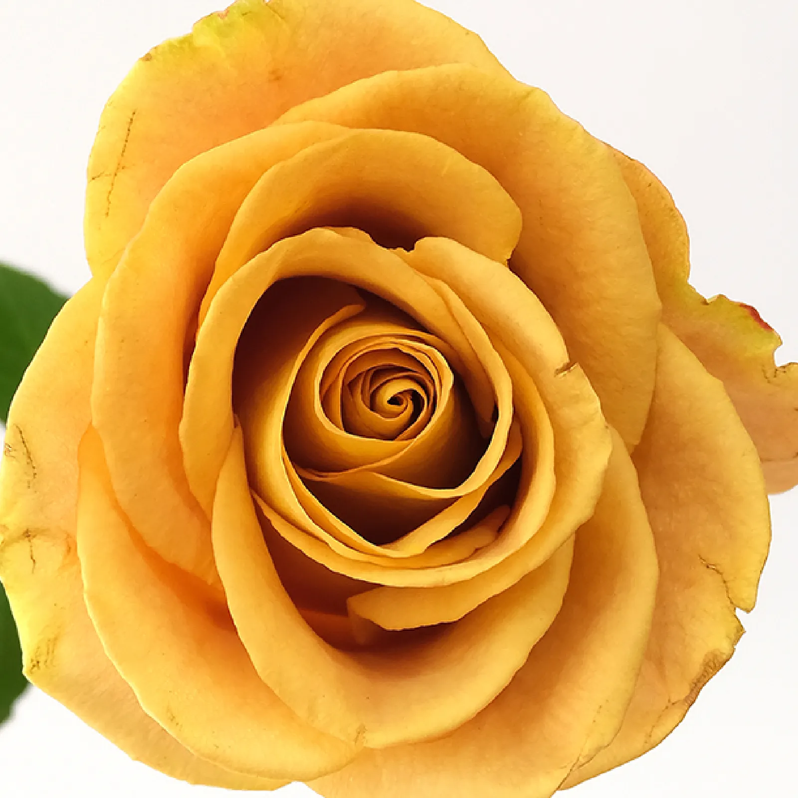 Heart of Gold