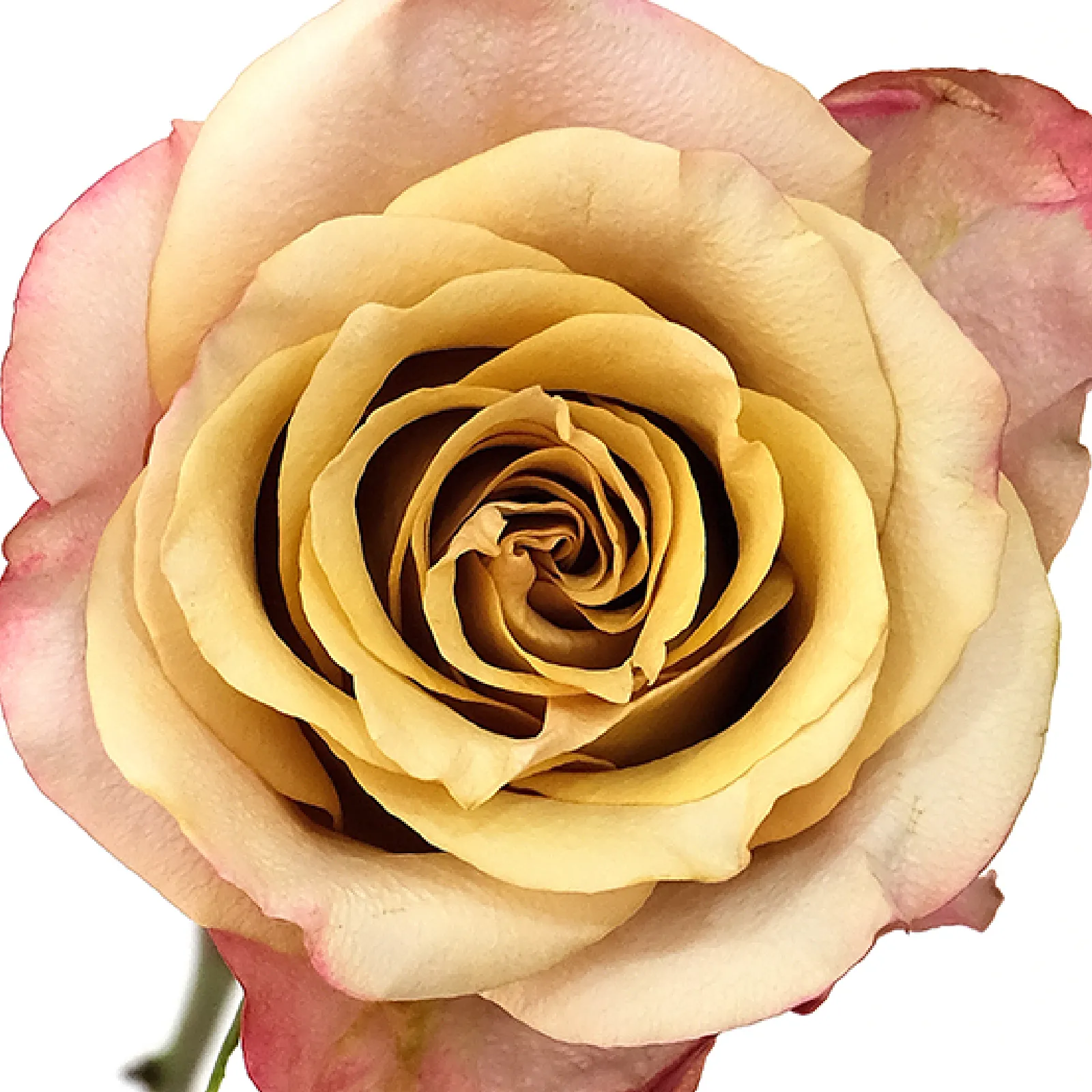 Honey Colorama