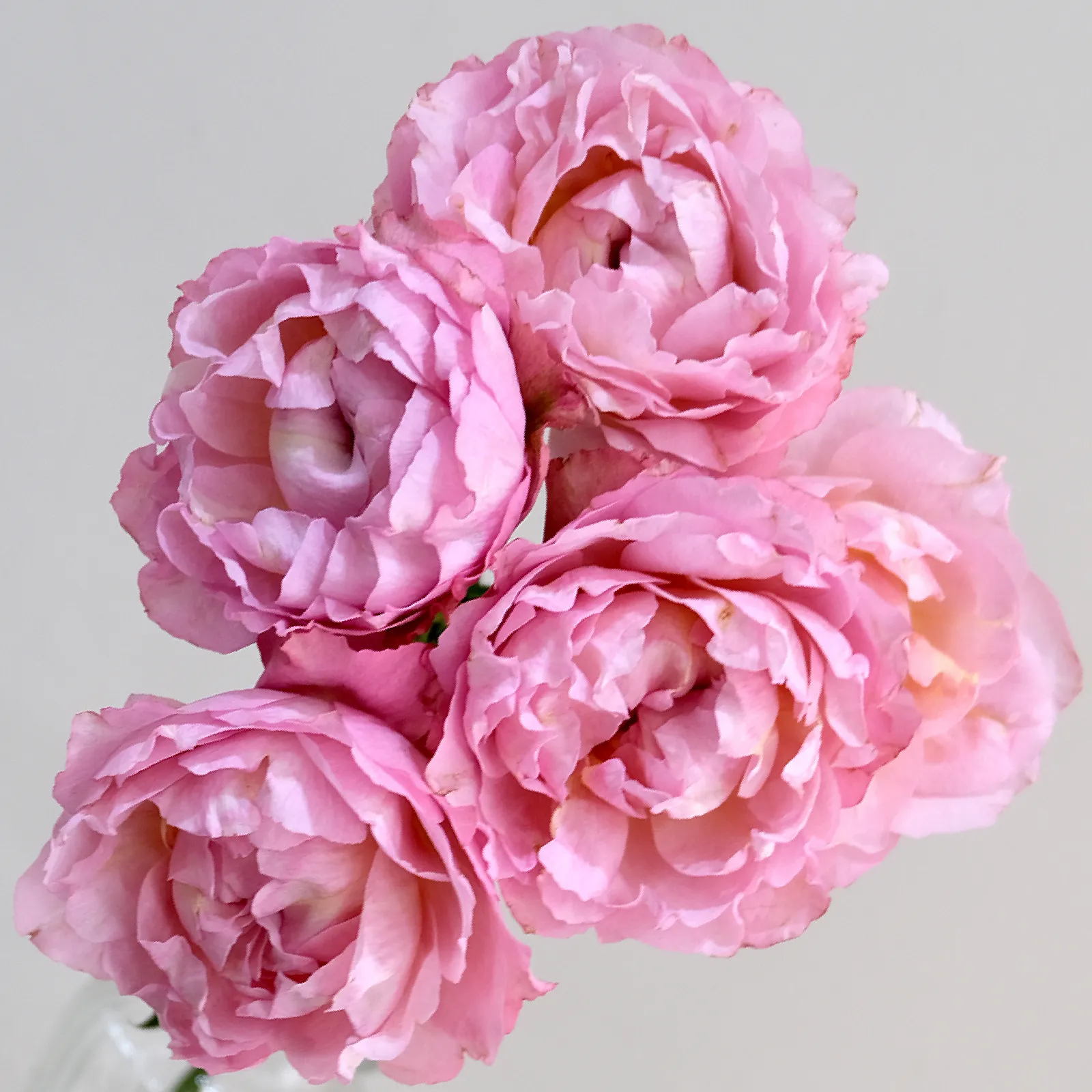 Julieta Pretty Pink