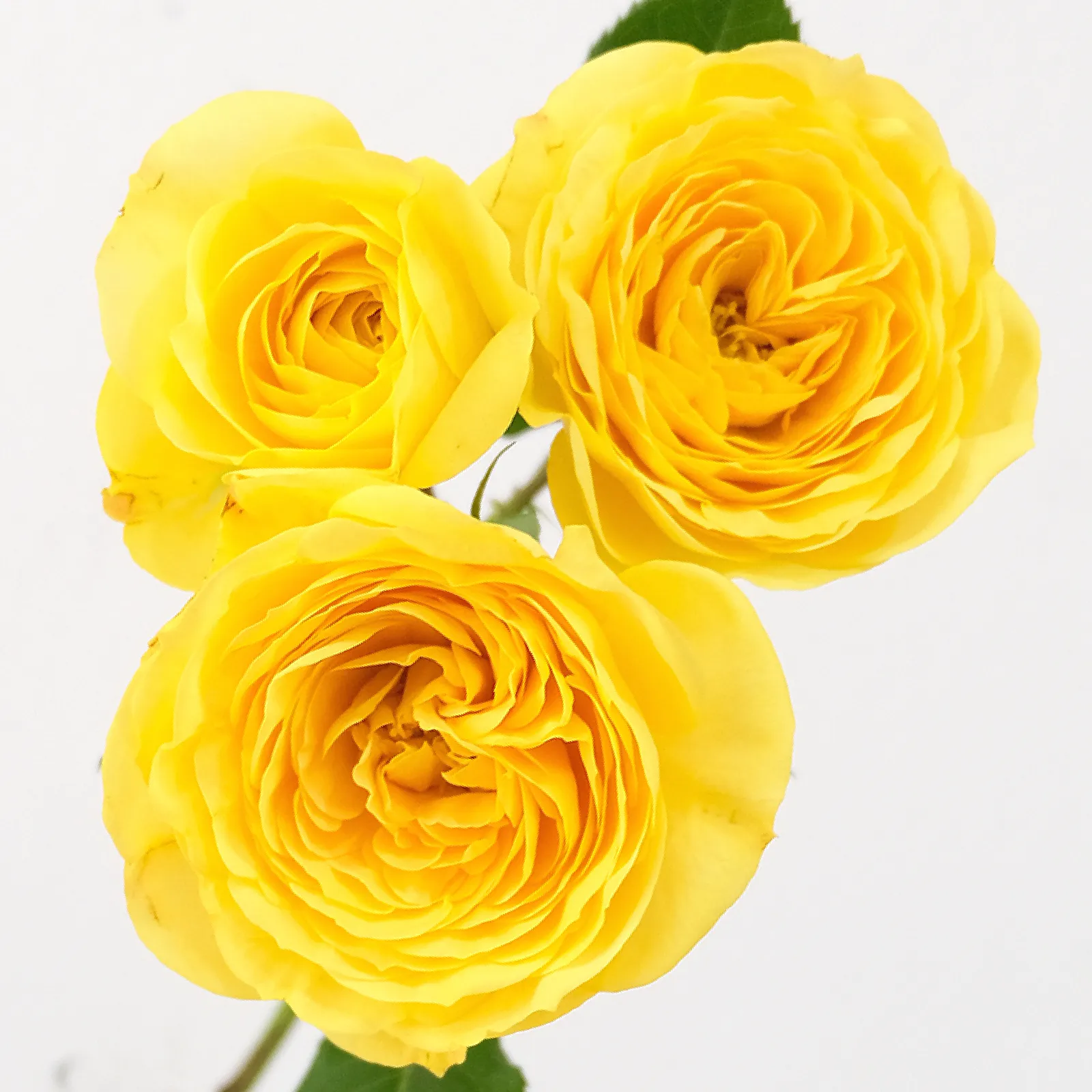 Lemon Pompom