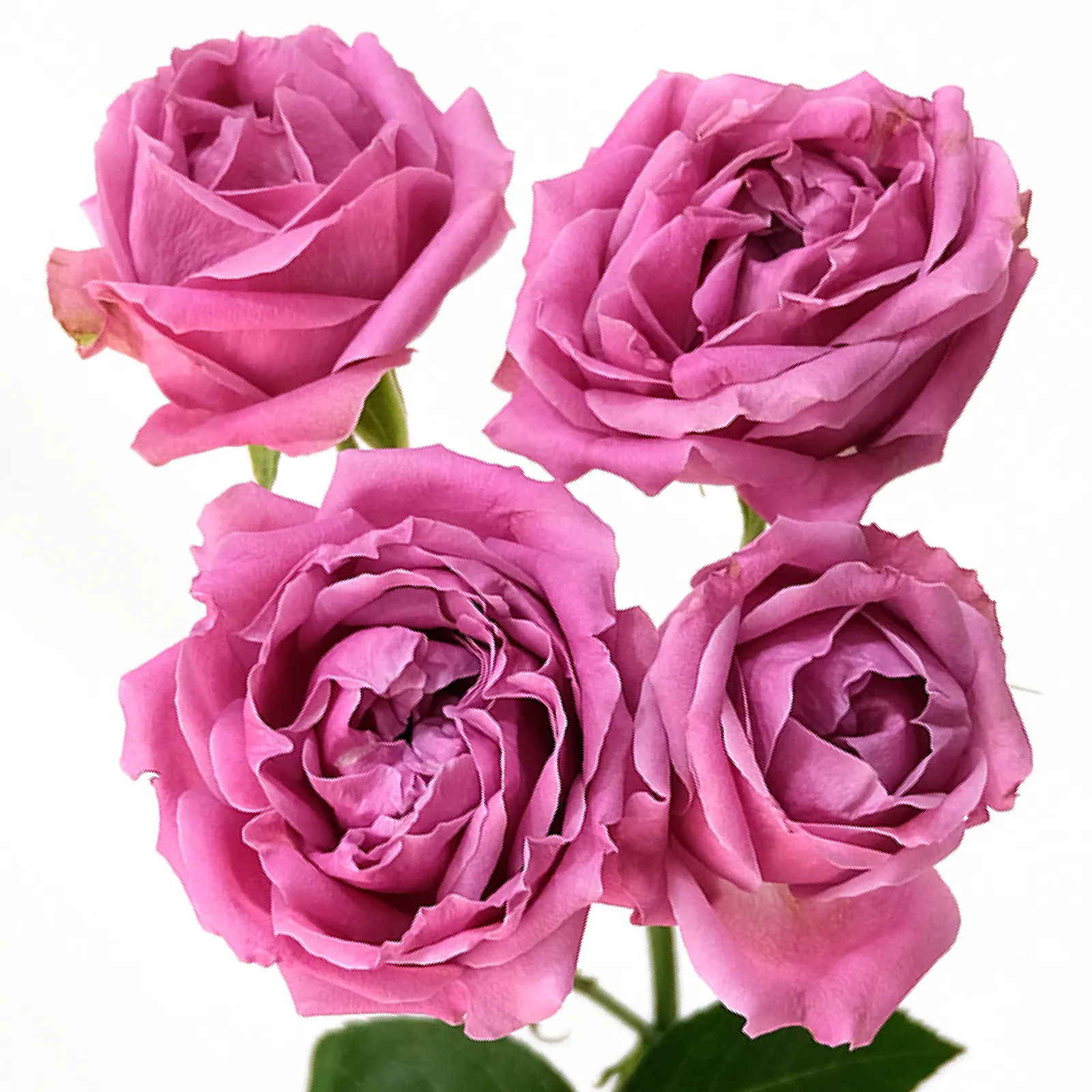 Misty Bubbles