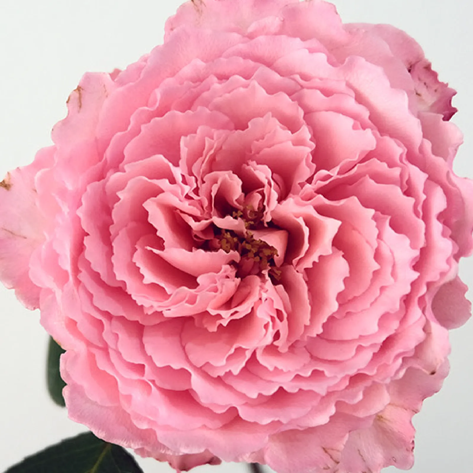Mayra's Pink