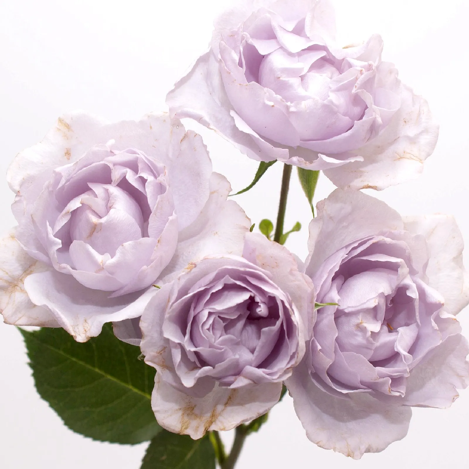Everlasting Lavender