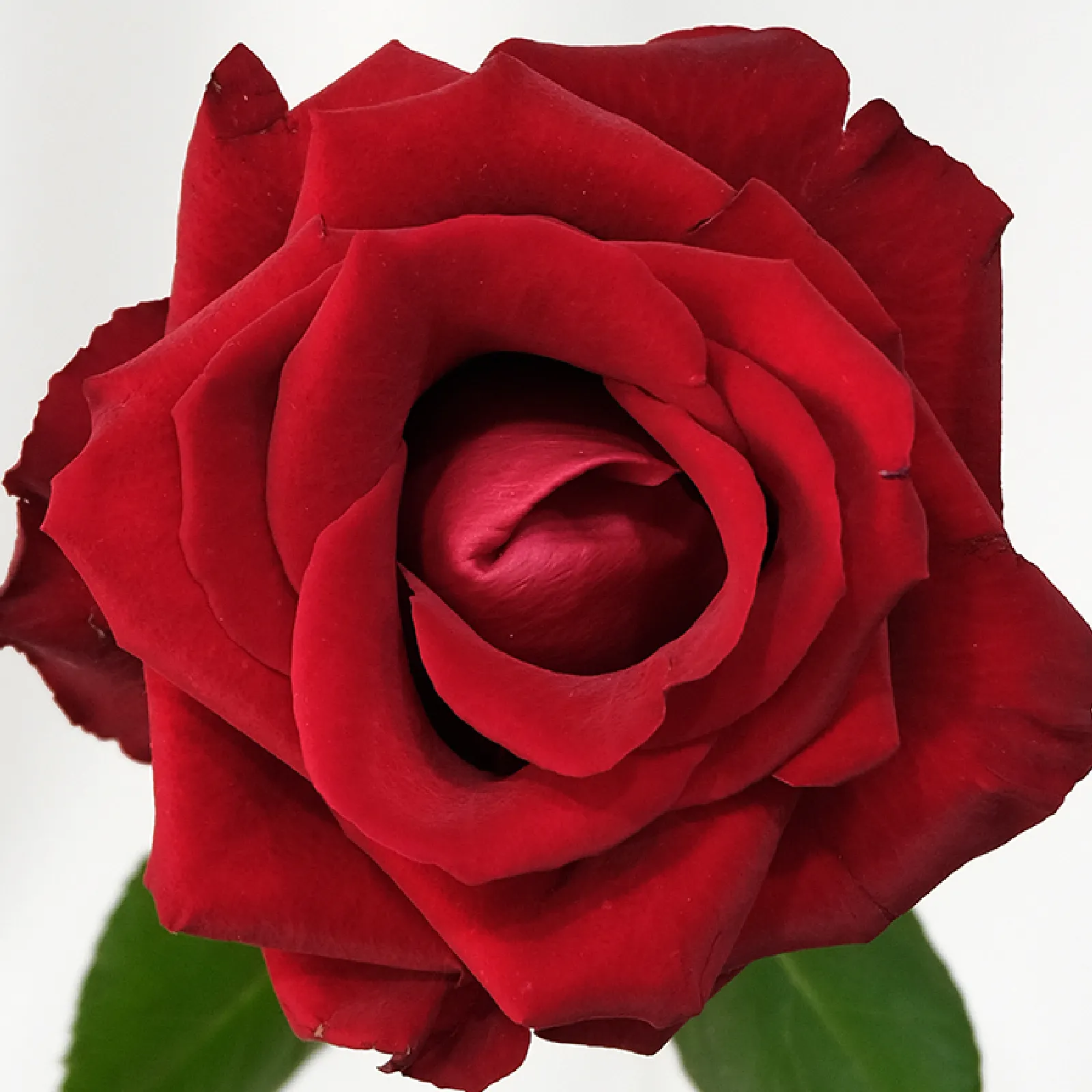 Ever Red
