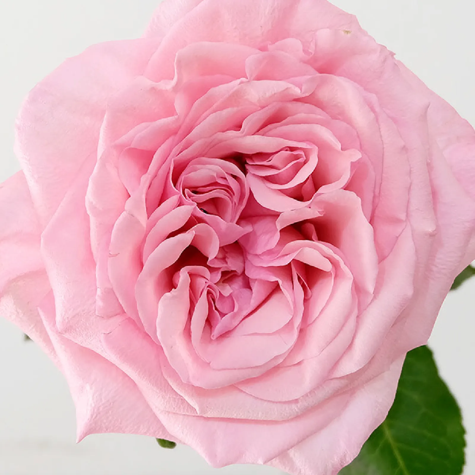 Pink O'Hara