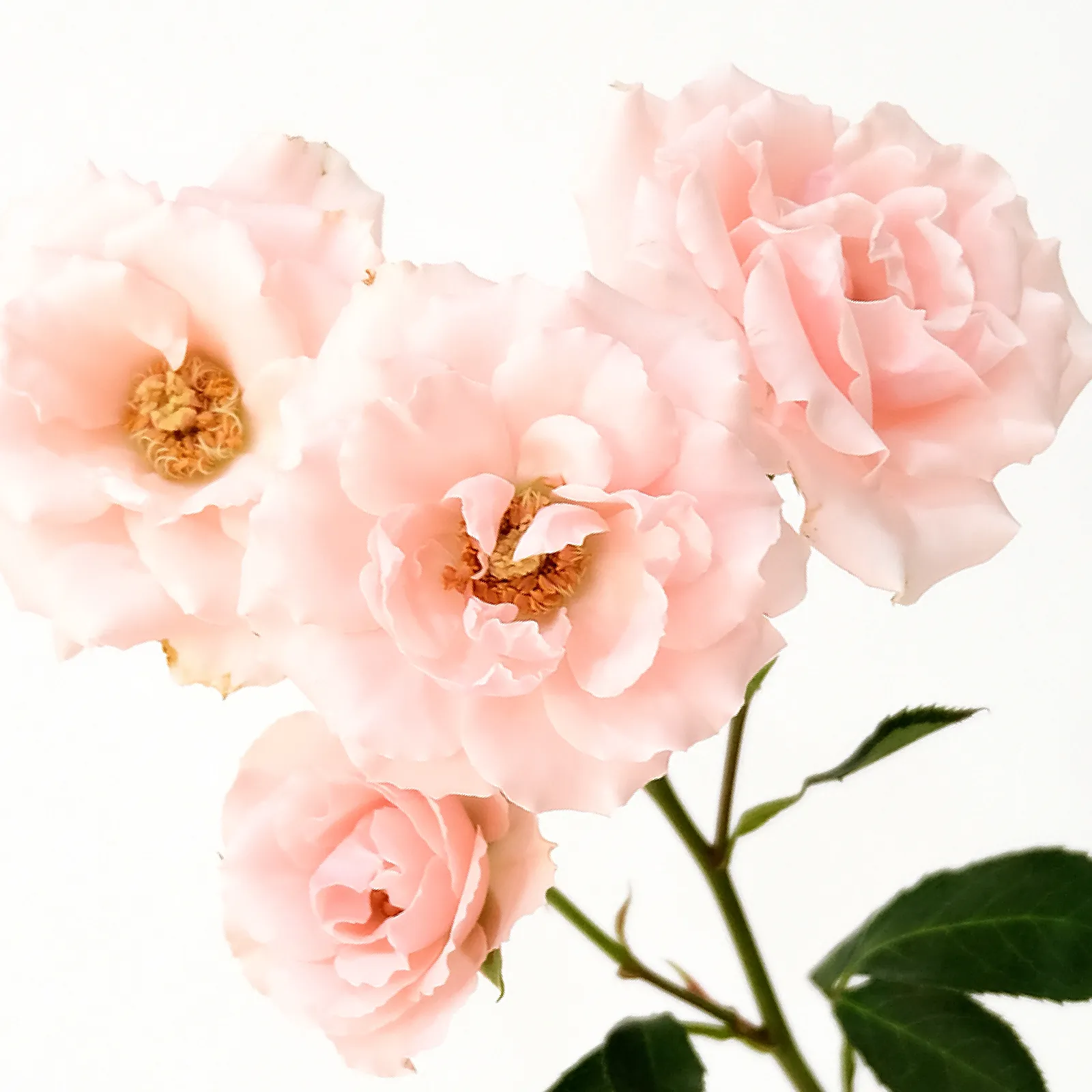 Pink Majolica
