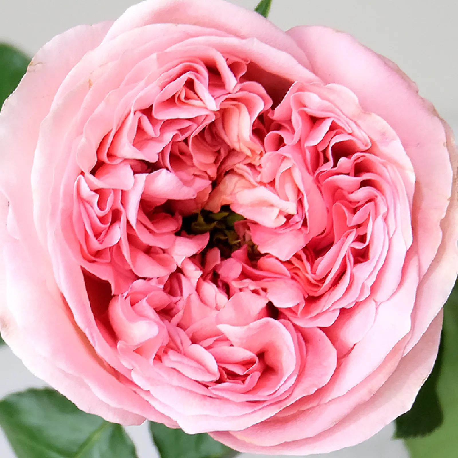 Pink X-Pression