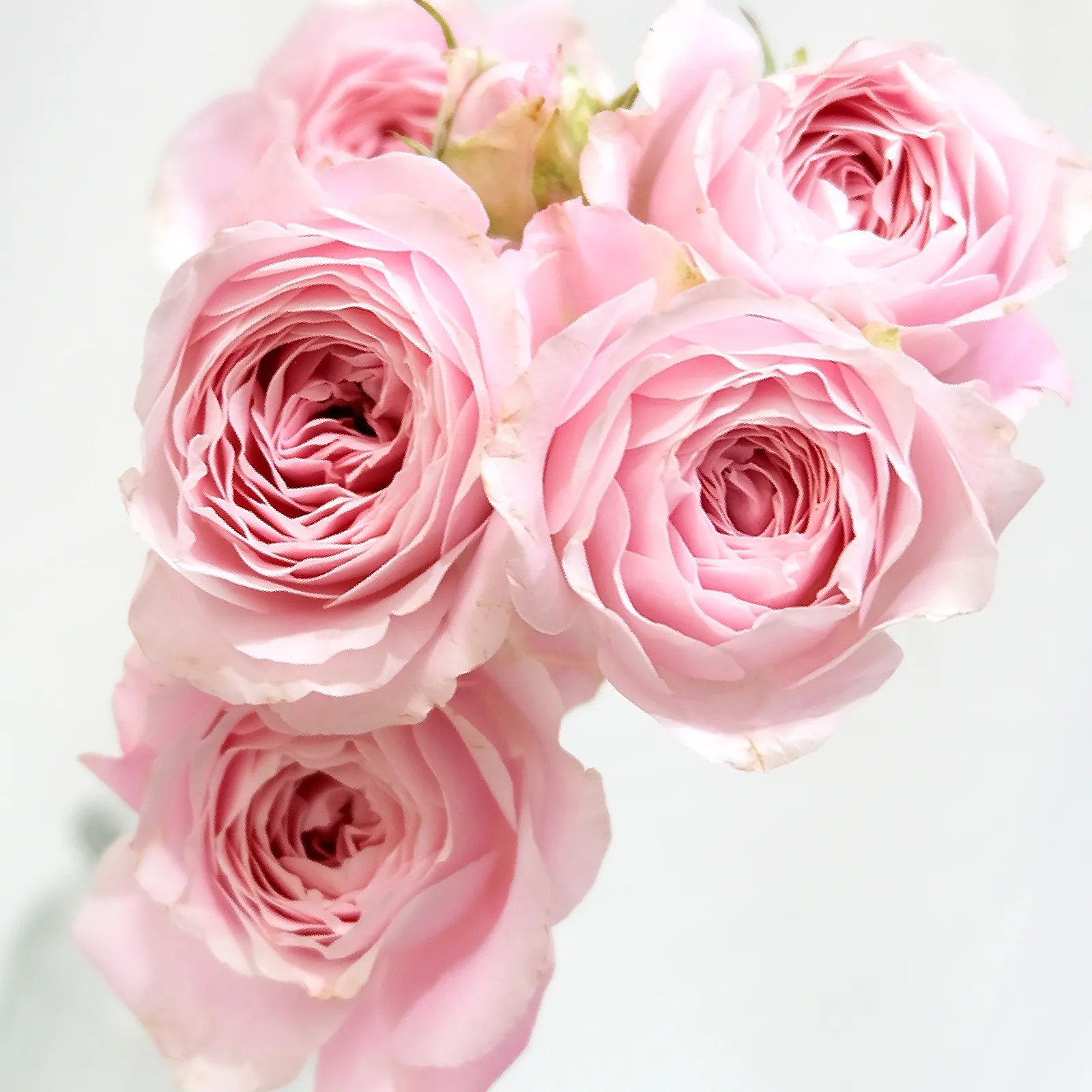 Princess Fairy Kiss Pink