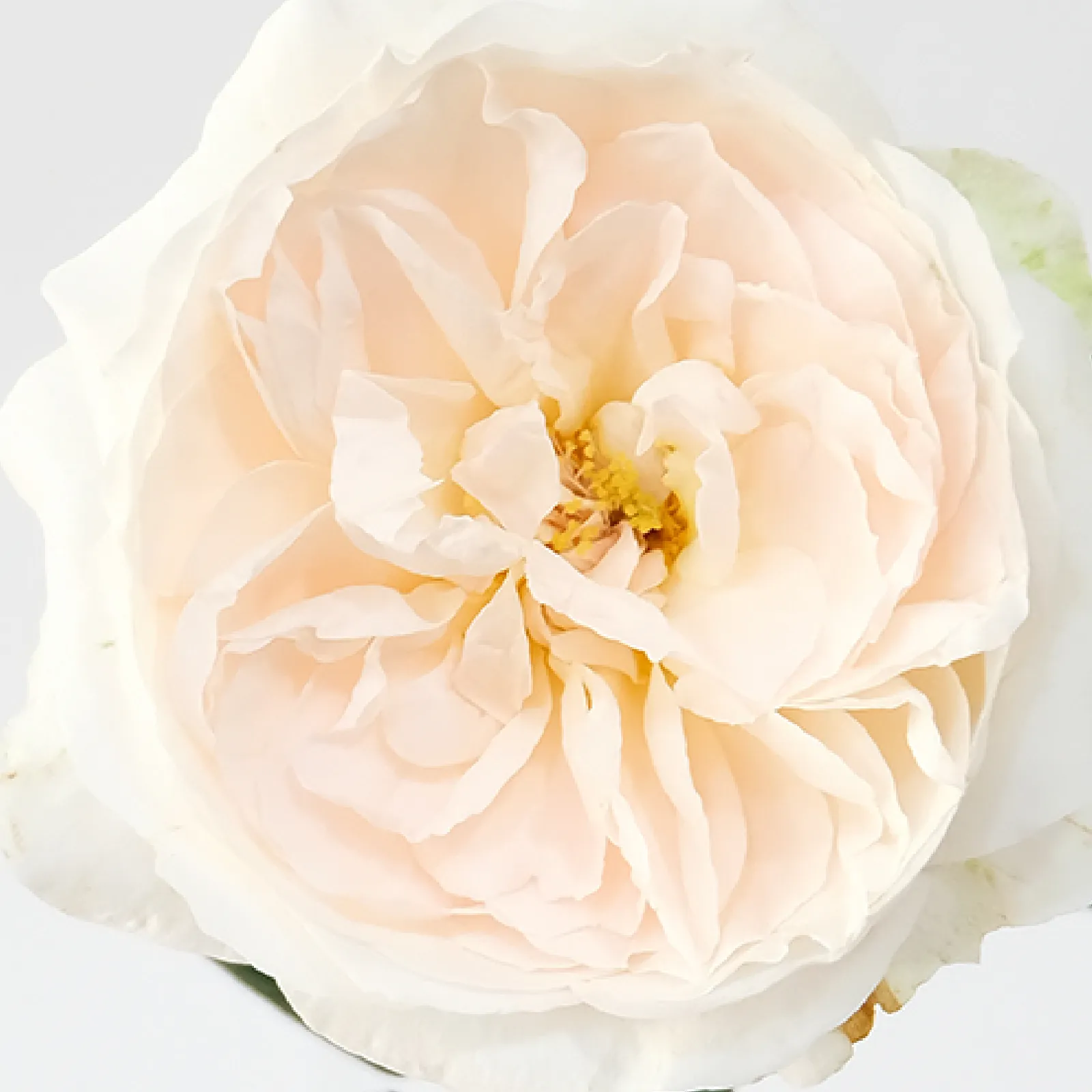 Purity