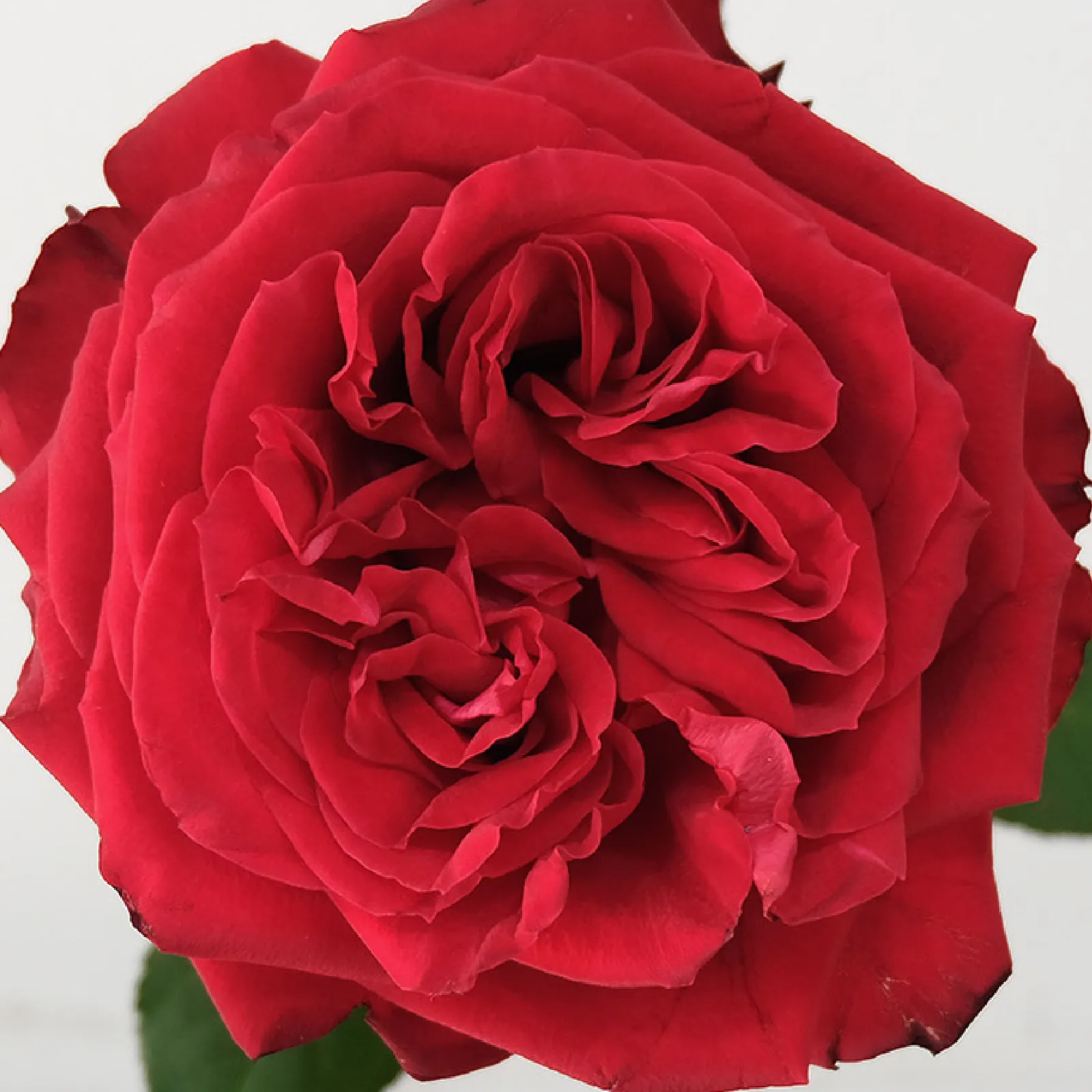 Rouge Royale