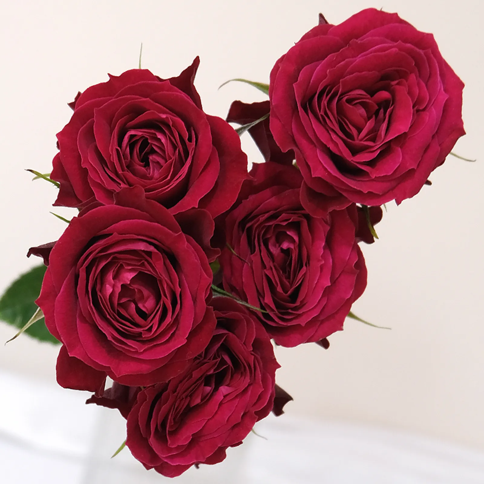 Rouge Follies