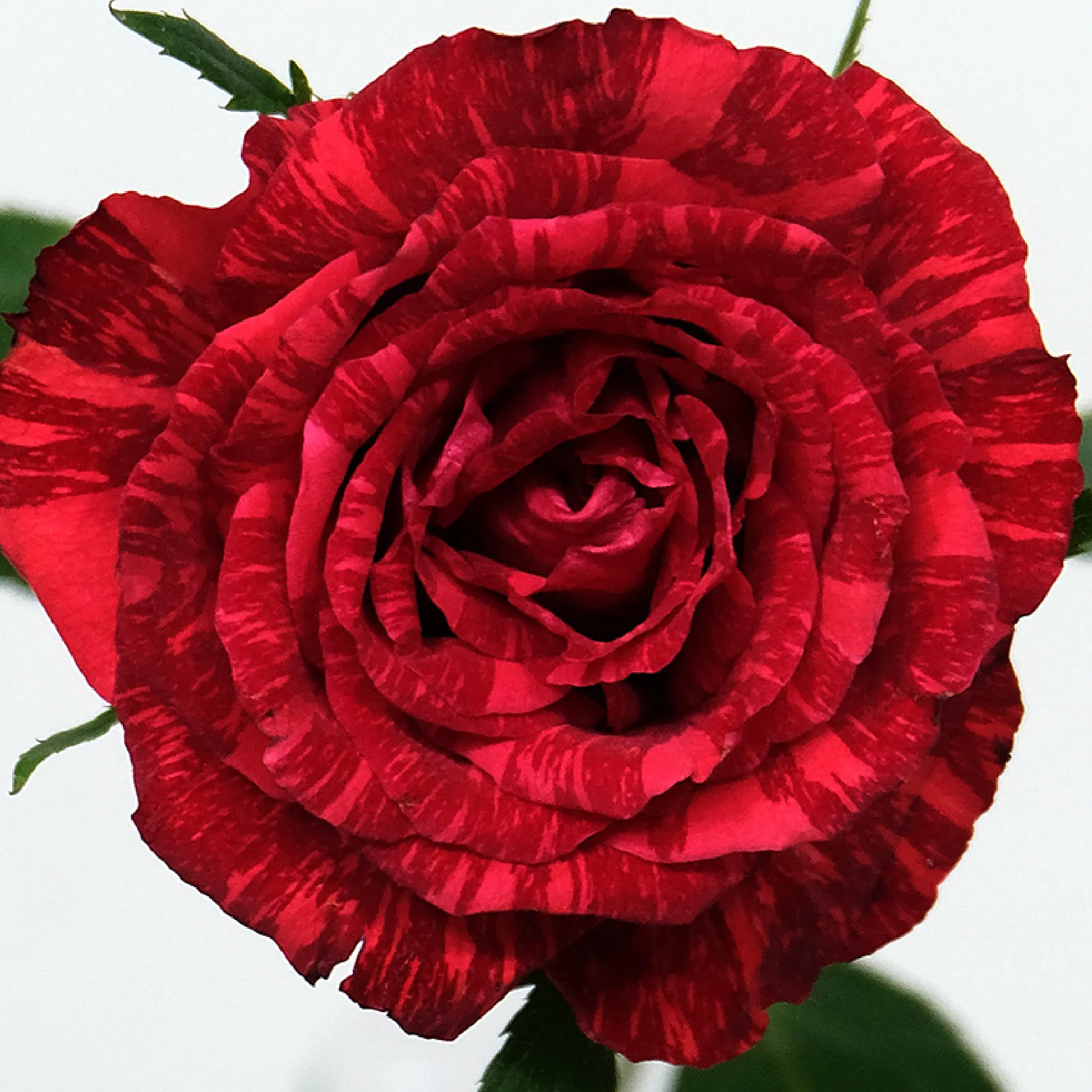 Red Intuition