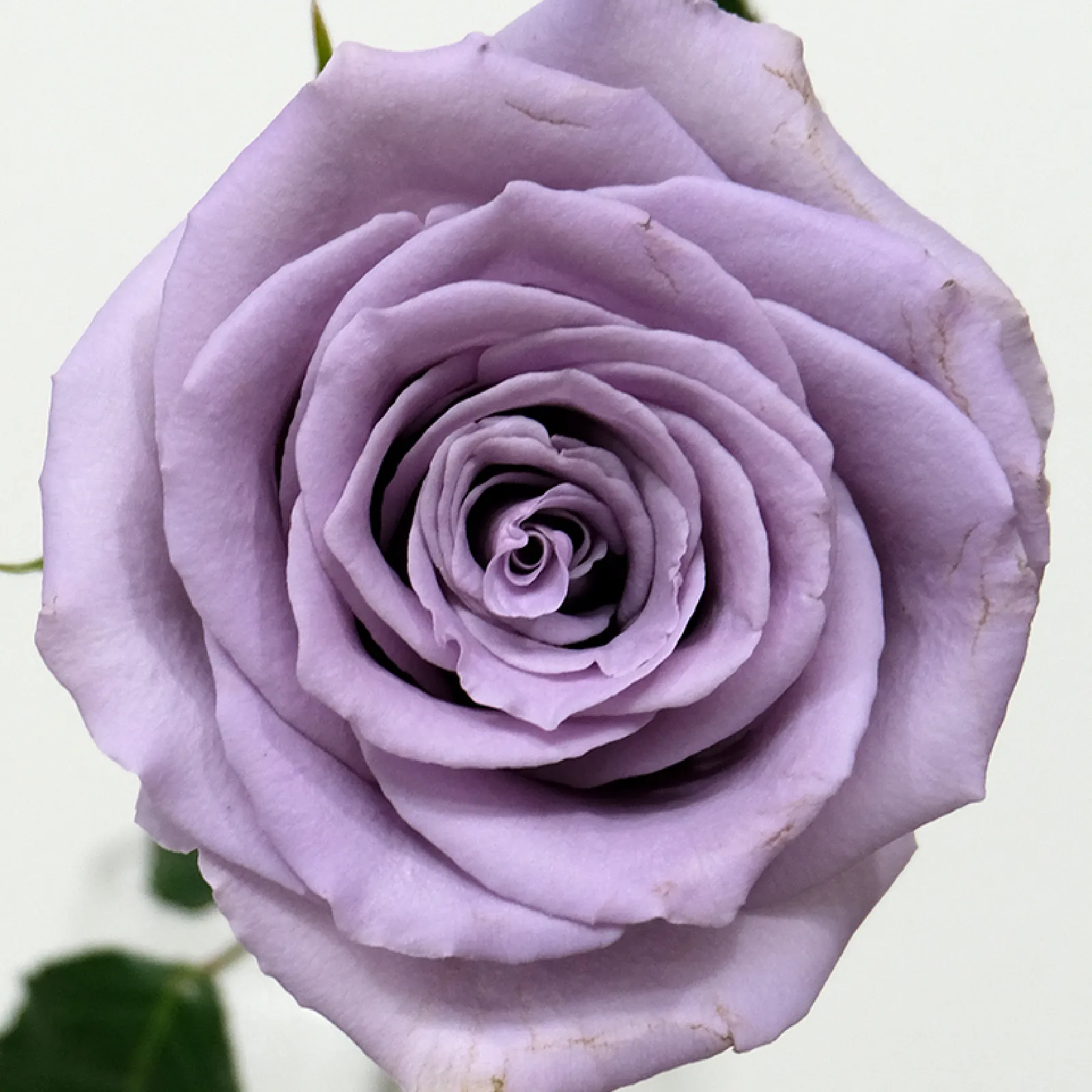 Shocking Blue