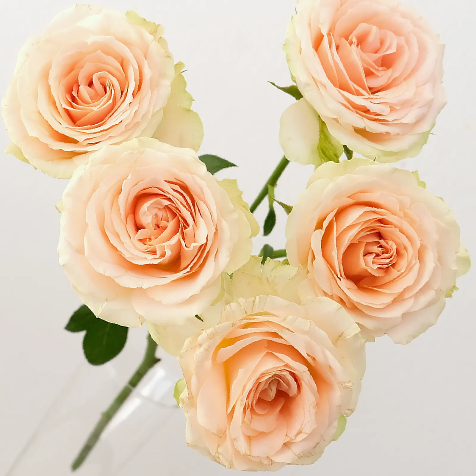 Tender Blossom