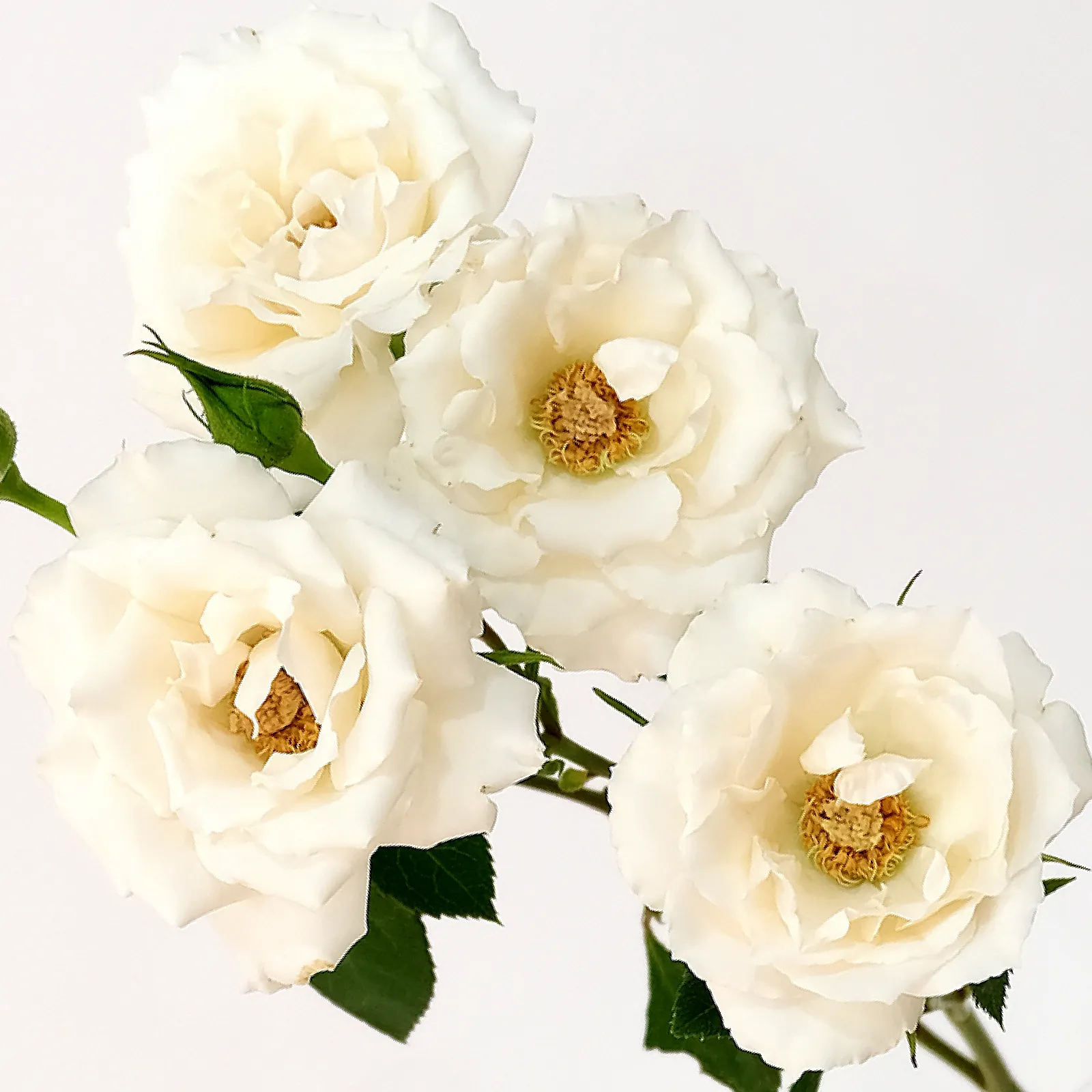 White Majolica