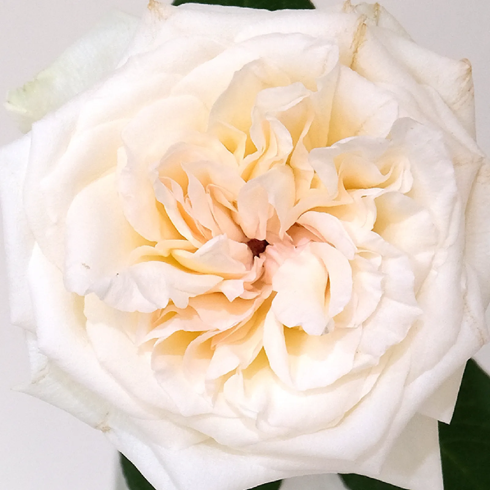 White O'Hara