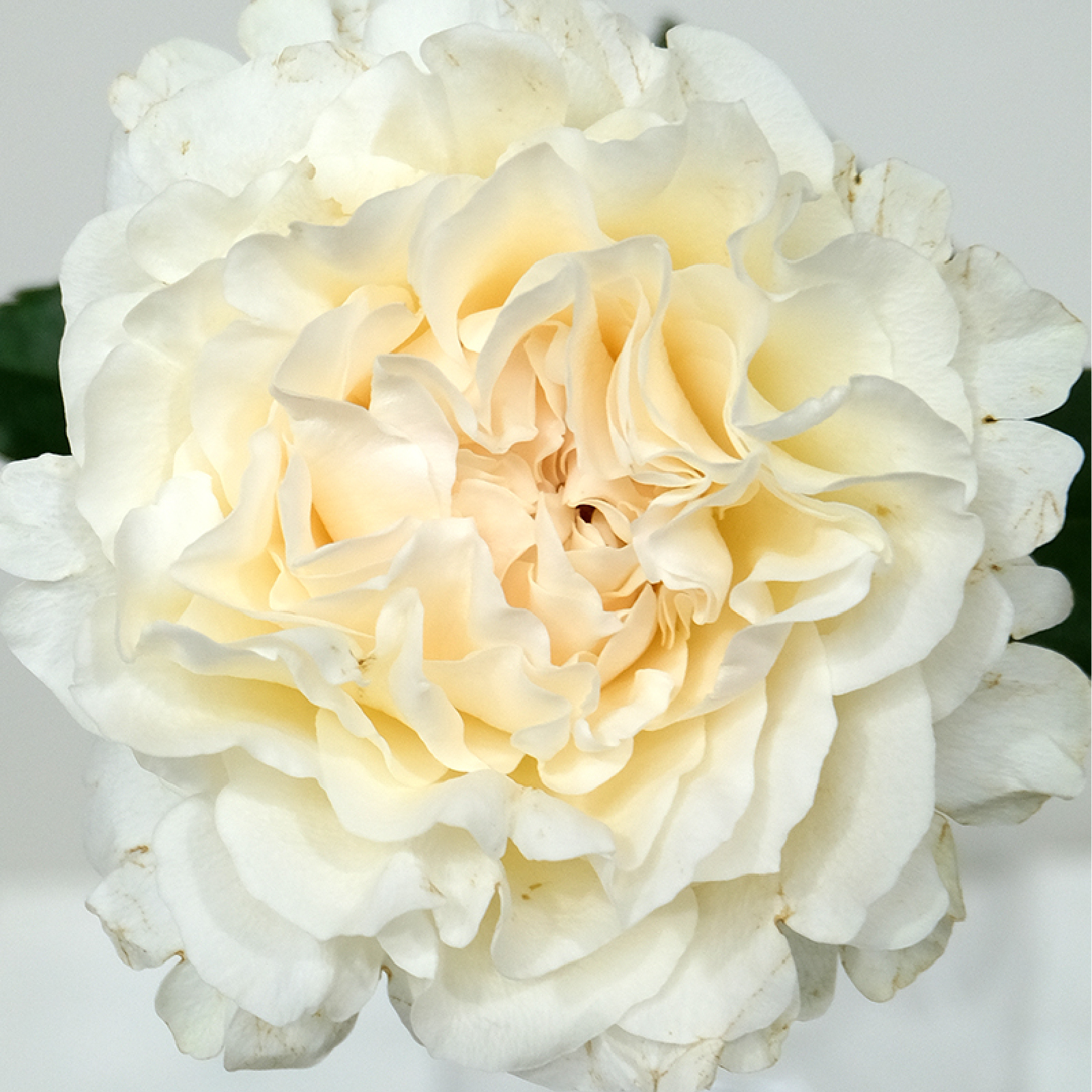 Scentorini