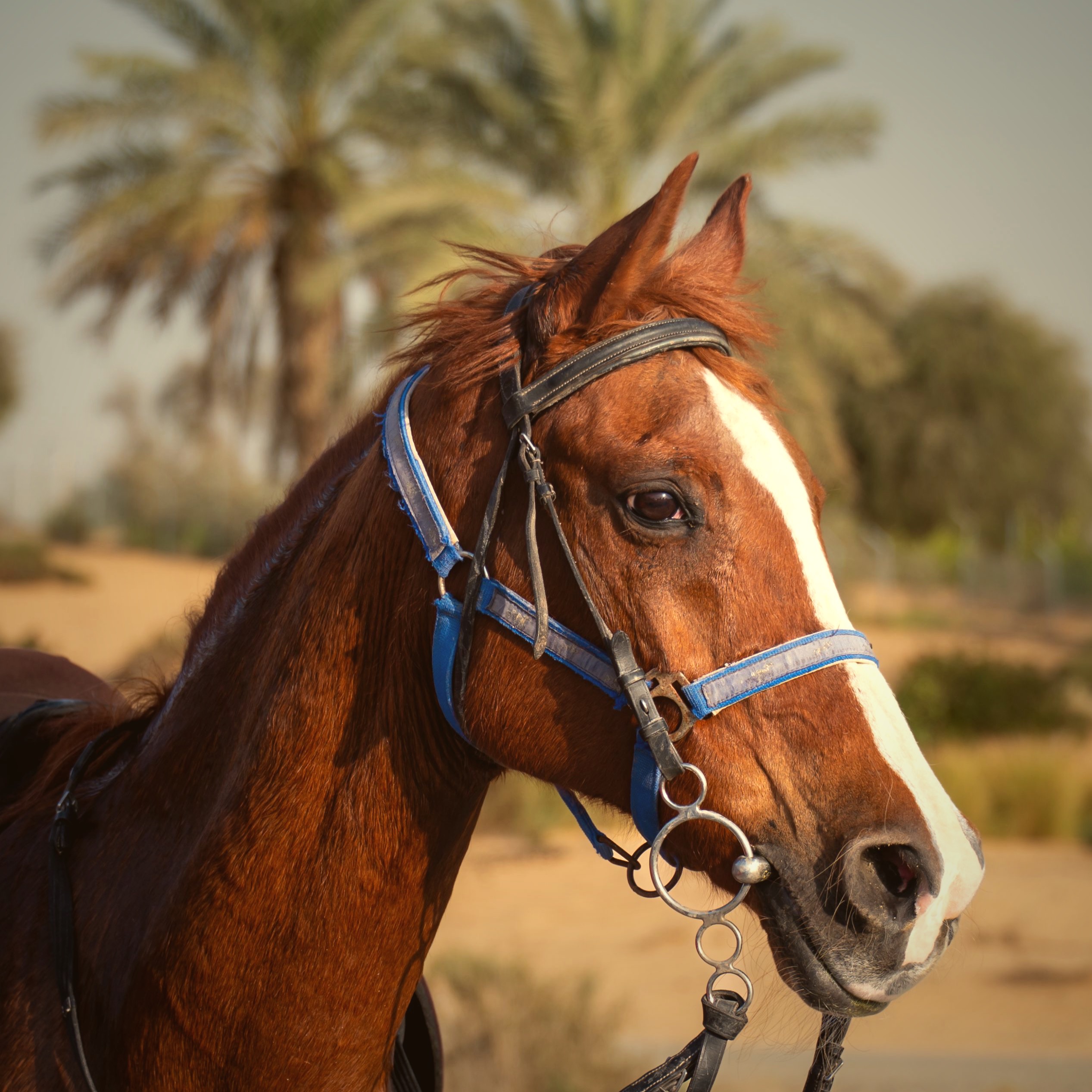 Balade à Cheval - Palmeraie