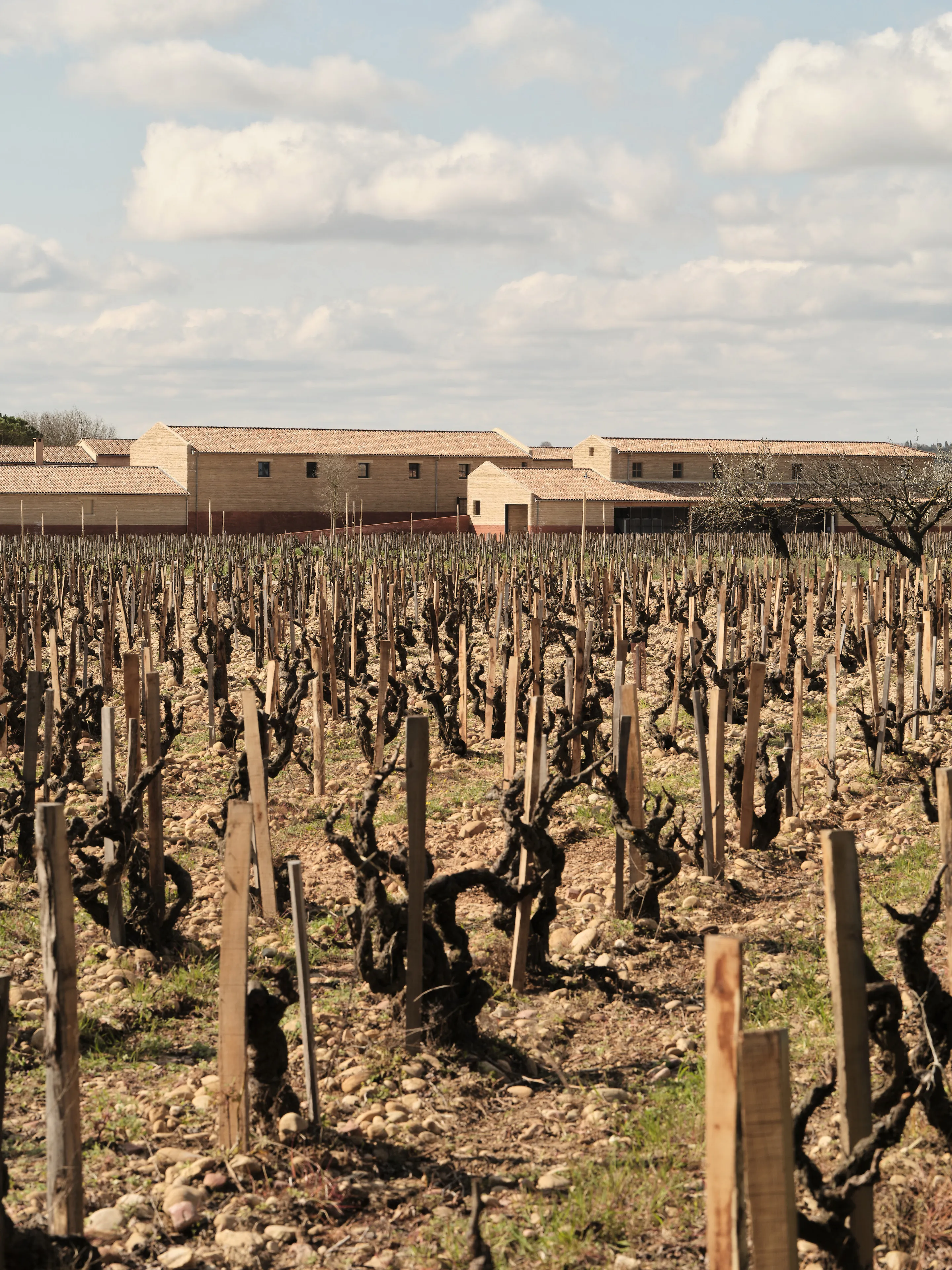 Vineyard with rows of pruned grapevines and wooden supports under a cloudy sky near stone buildings.