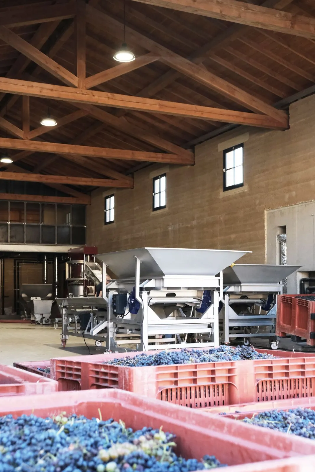 Large crates filled with purple grapes inside a wooden roof winery with grape processing machines.