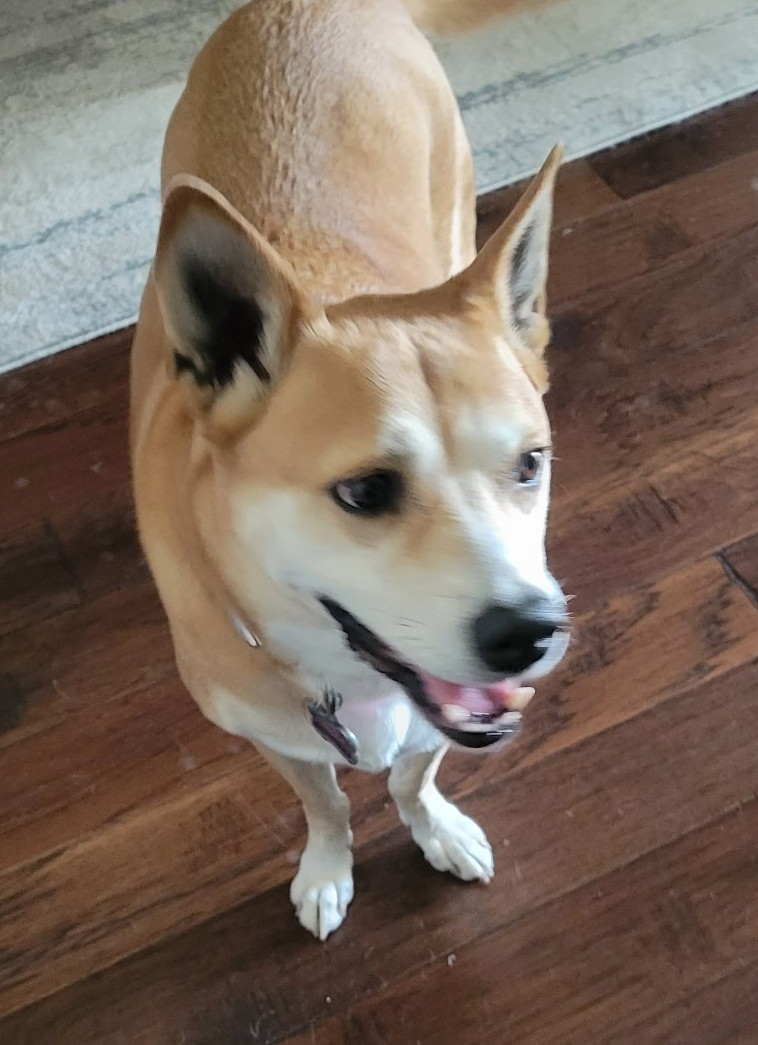 A picture of a medium-sized sandy colored mix breed dog named Tessa, who was successfully helped by Darleen