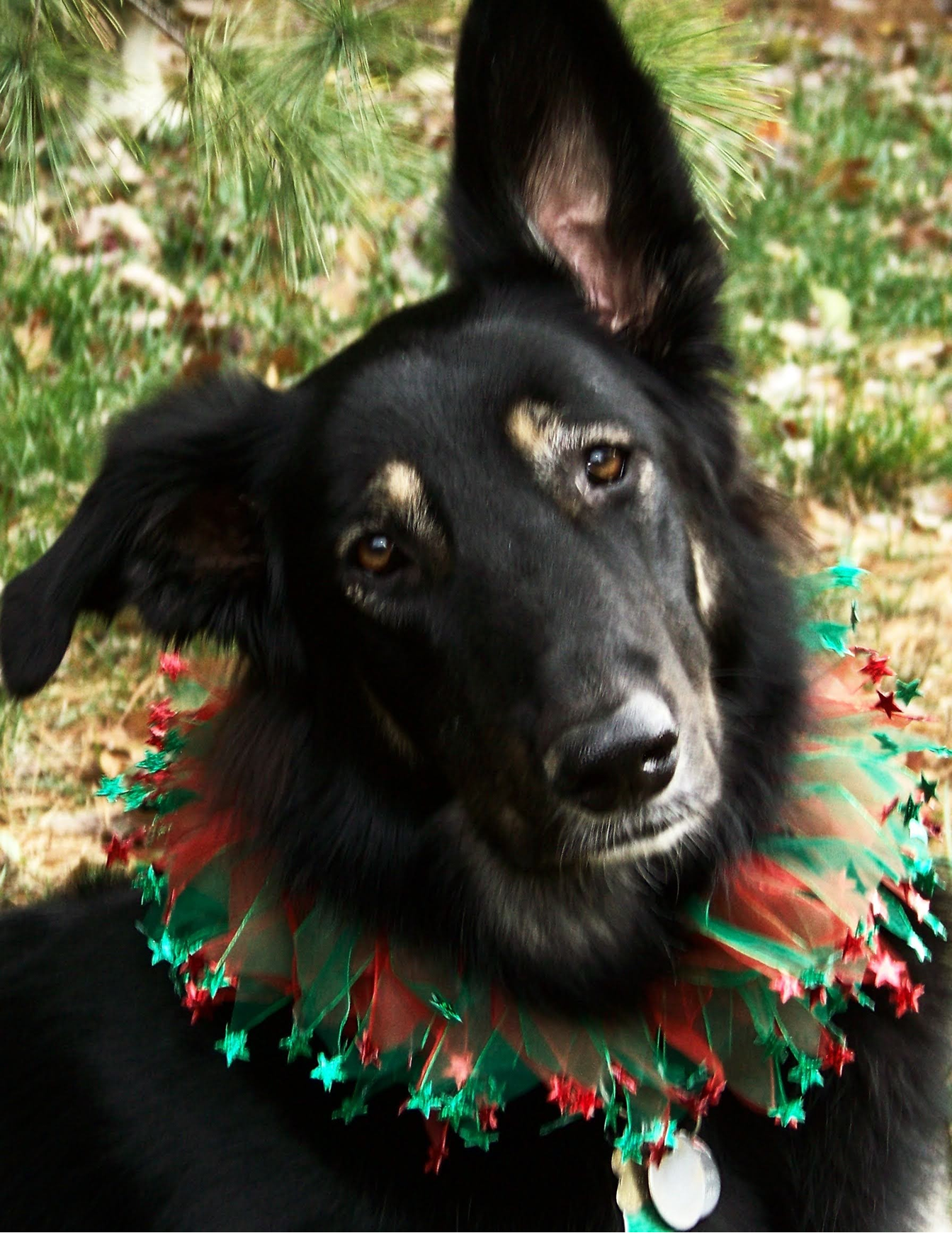 A picture of a large black and brown Shepard mix  named Marilees, who was successfully helped by Darleen