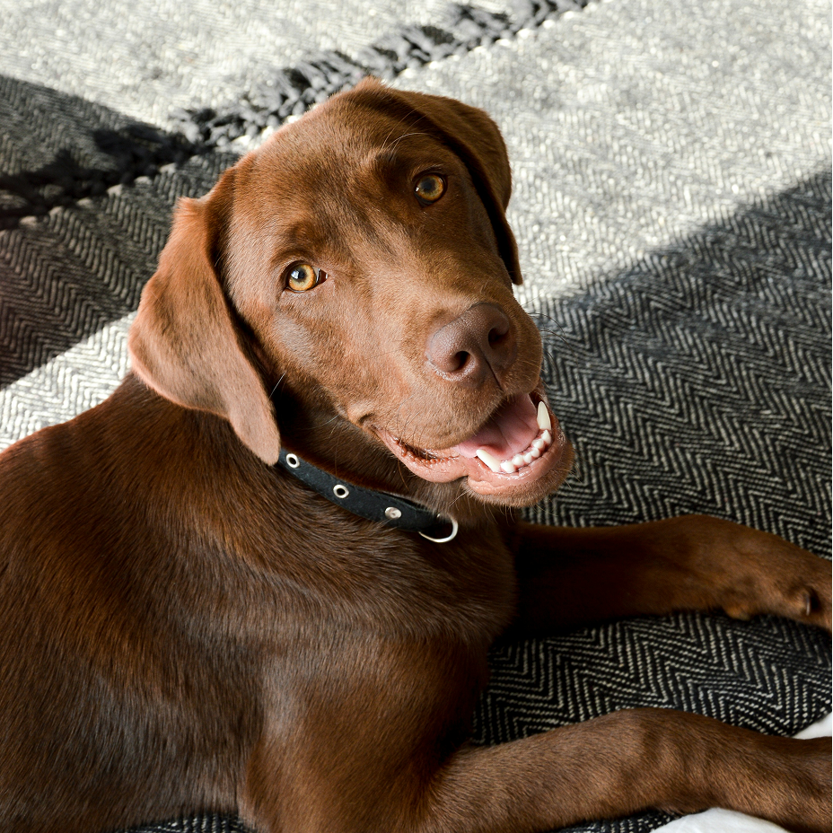 A picture of Mason, a young chocolate Labrador lying down. 