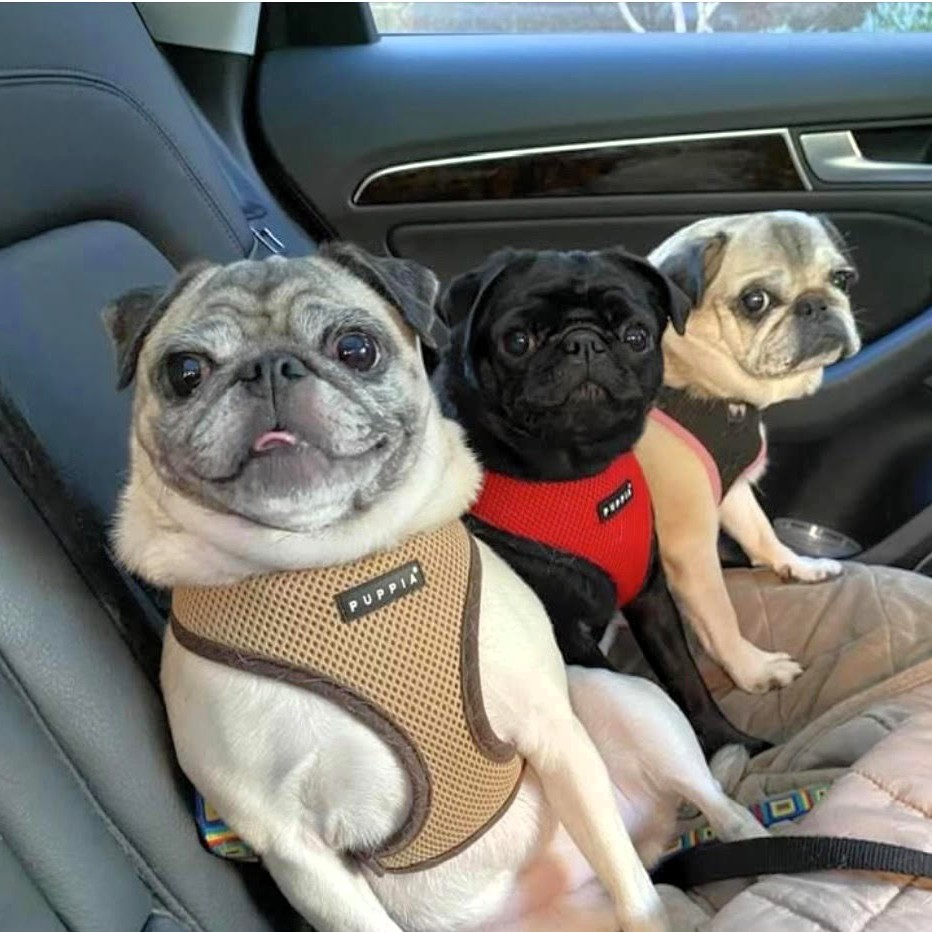 An image of Norma, Rae, and Tallula Belle, pugs that Darleen treated for liver food sensitivities and allergies.