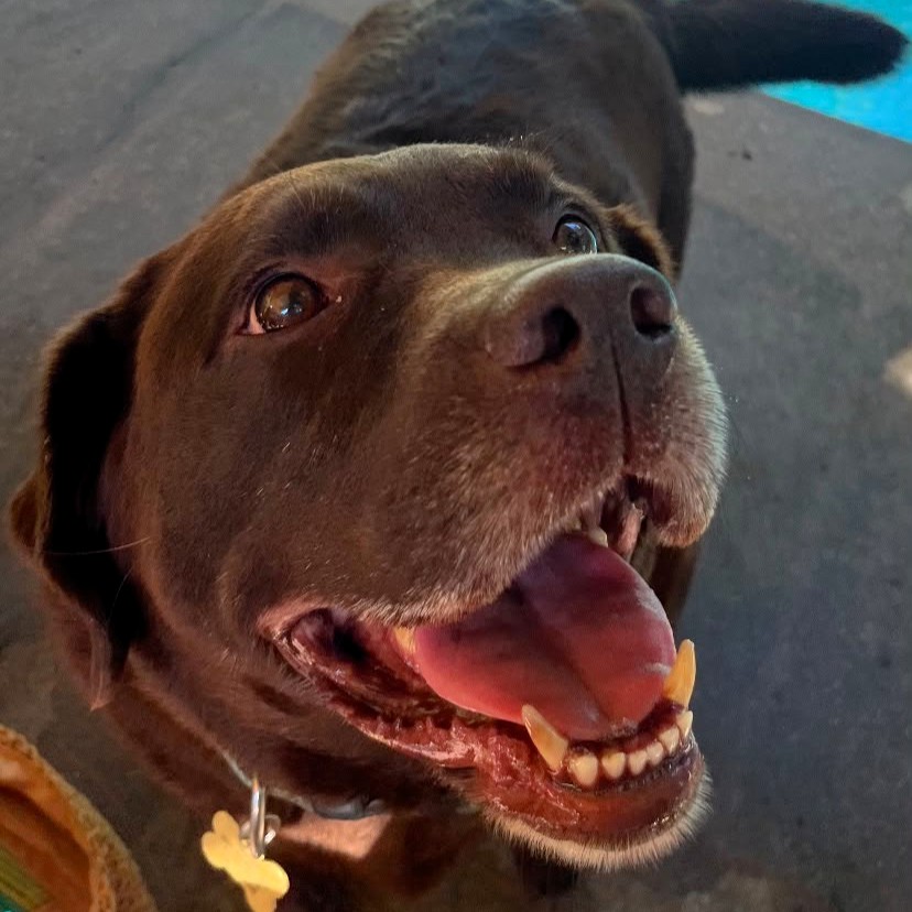 An image of Putnam, a chocolate Labrador that Darleen treated for obesity.