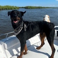 An image of Oliver, a rottweiler that Darleen treated for liver disease.