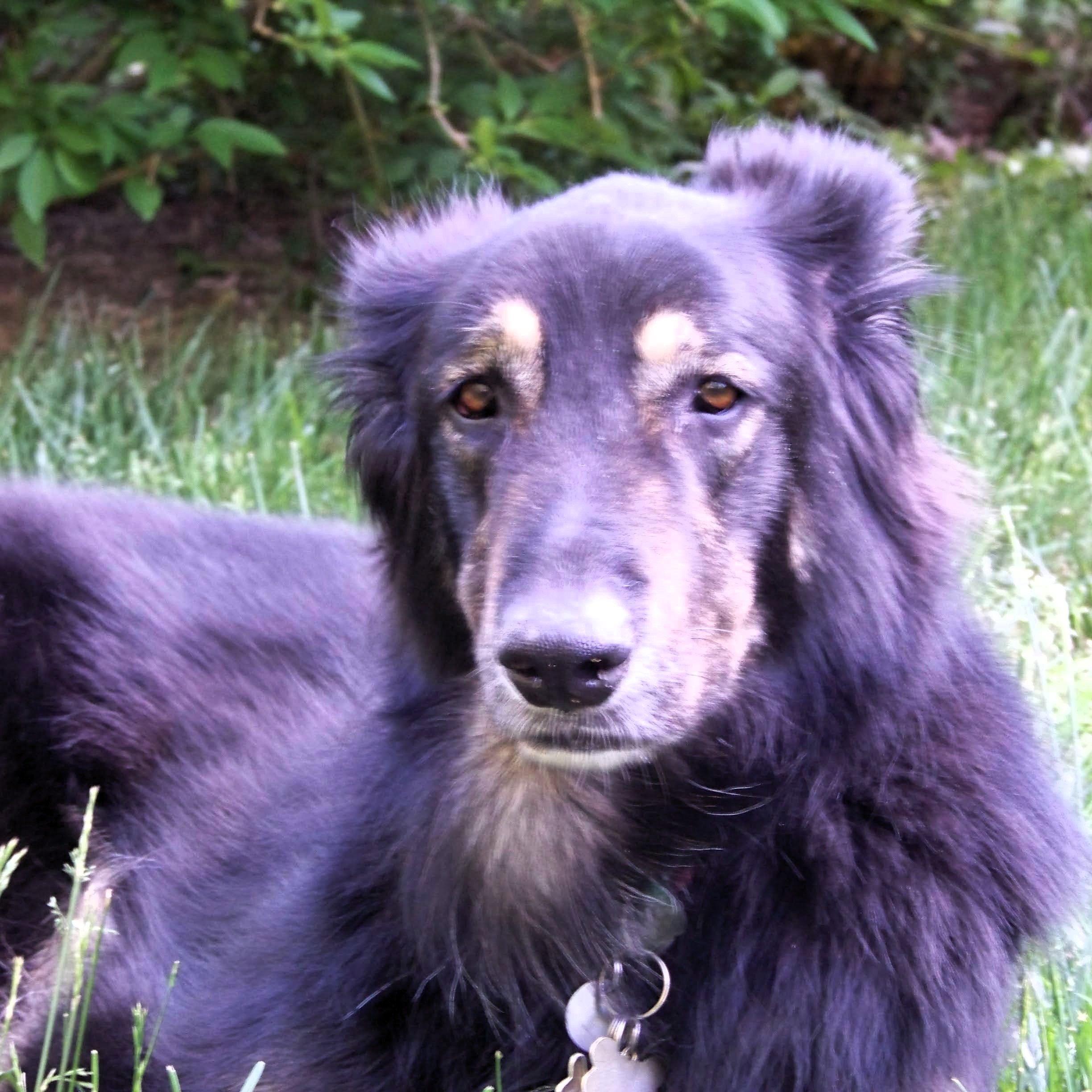 An image of Marilees, a border collie that Darleen treated.
