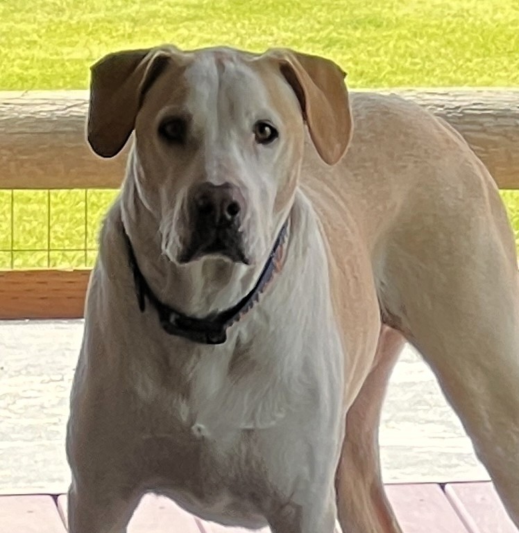 An image of Simba, a hound that Darleen treated for pancreatitis.